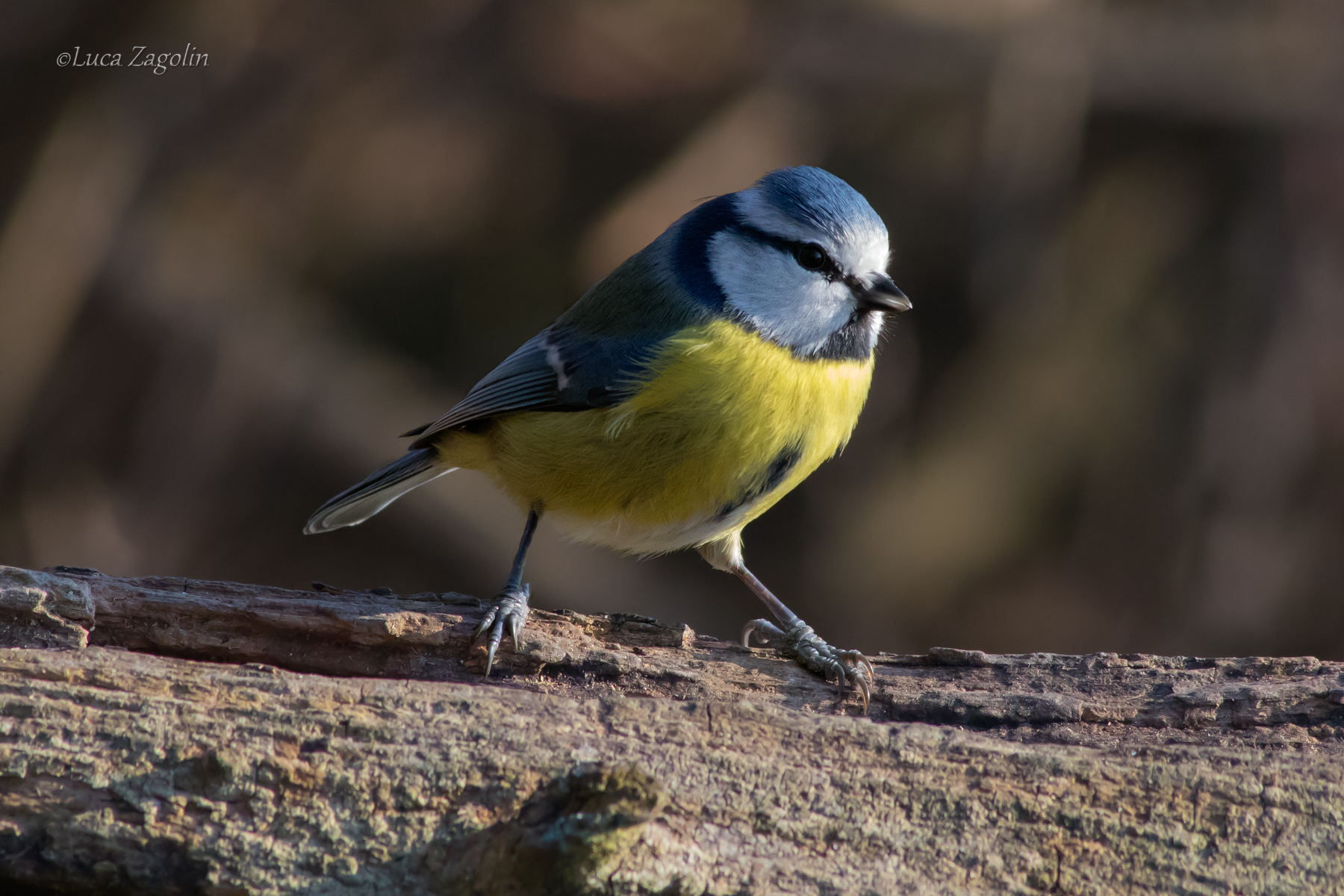 Cinciarella al sole pomeridiano