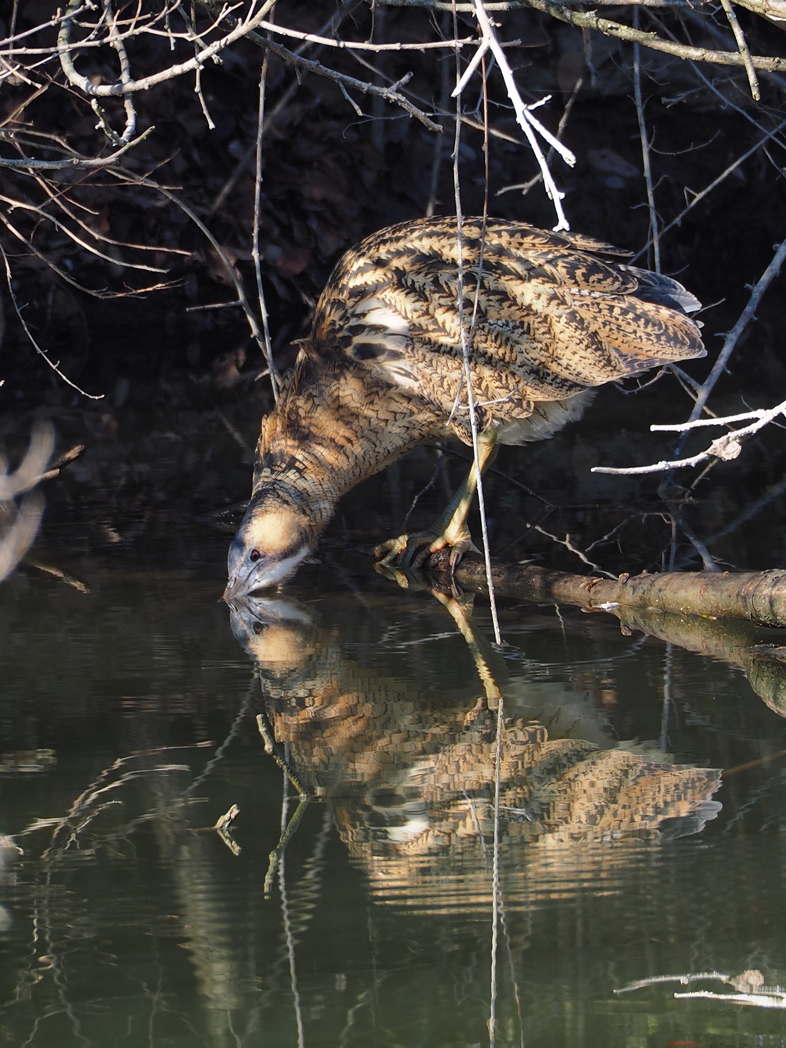 Tarabuso allo specchio