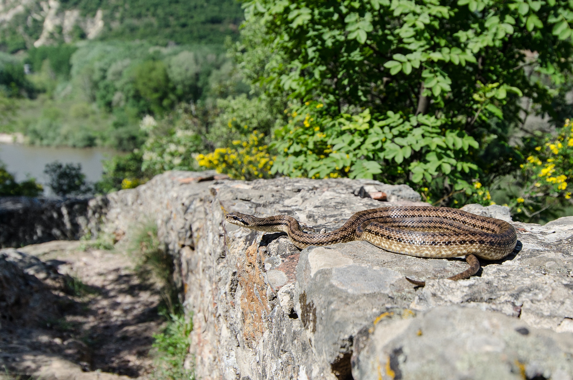 Cervone (Elaphe quatuorlineata), subadult