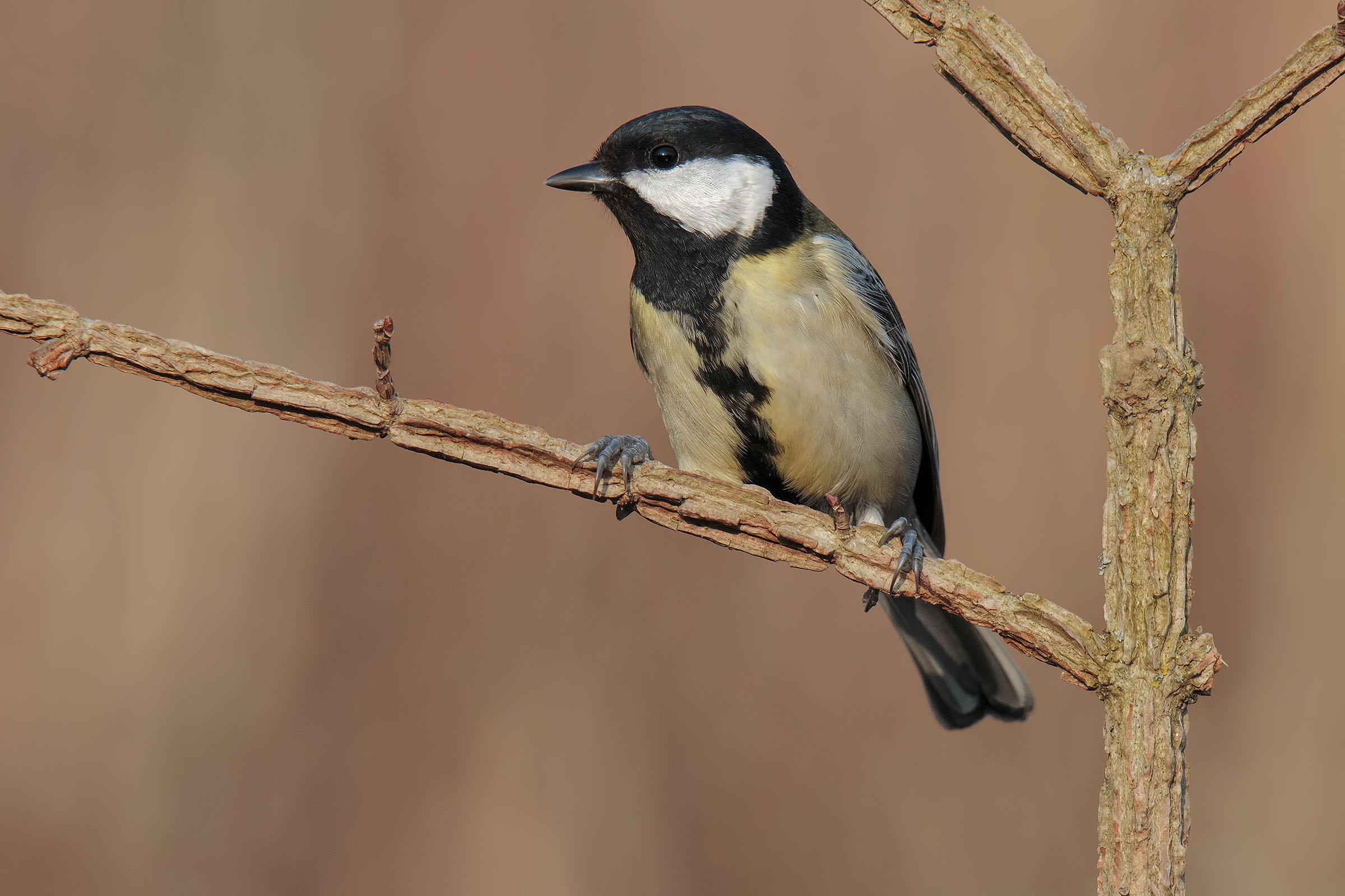 Great Tit