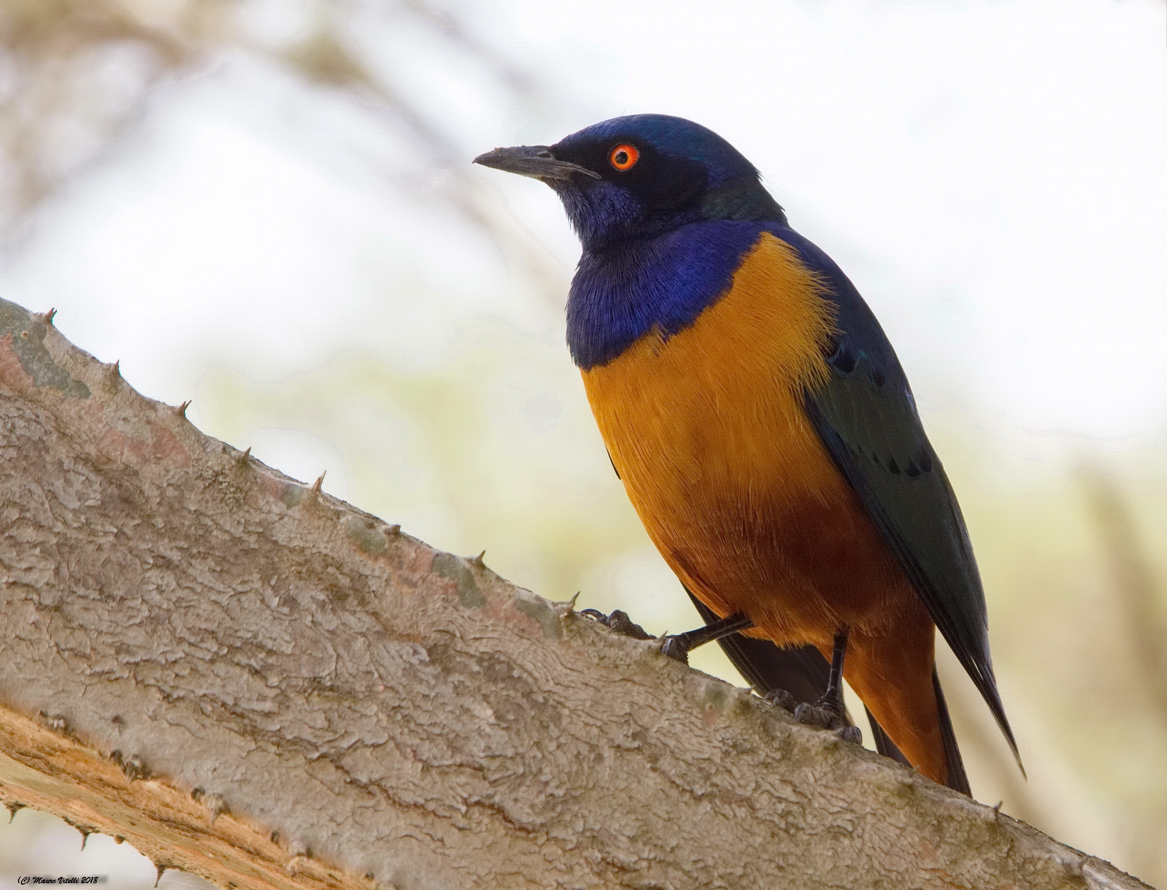 Starling of Hildebrand (Lamprotornis hildebranditi)