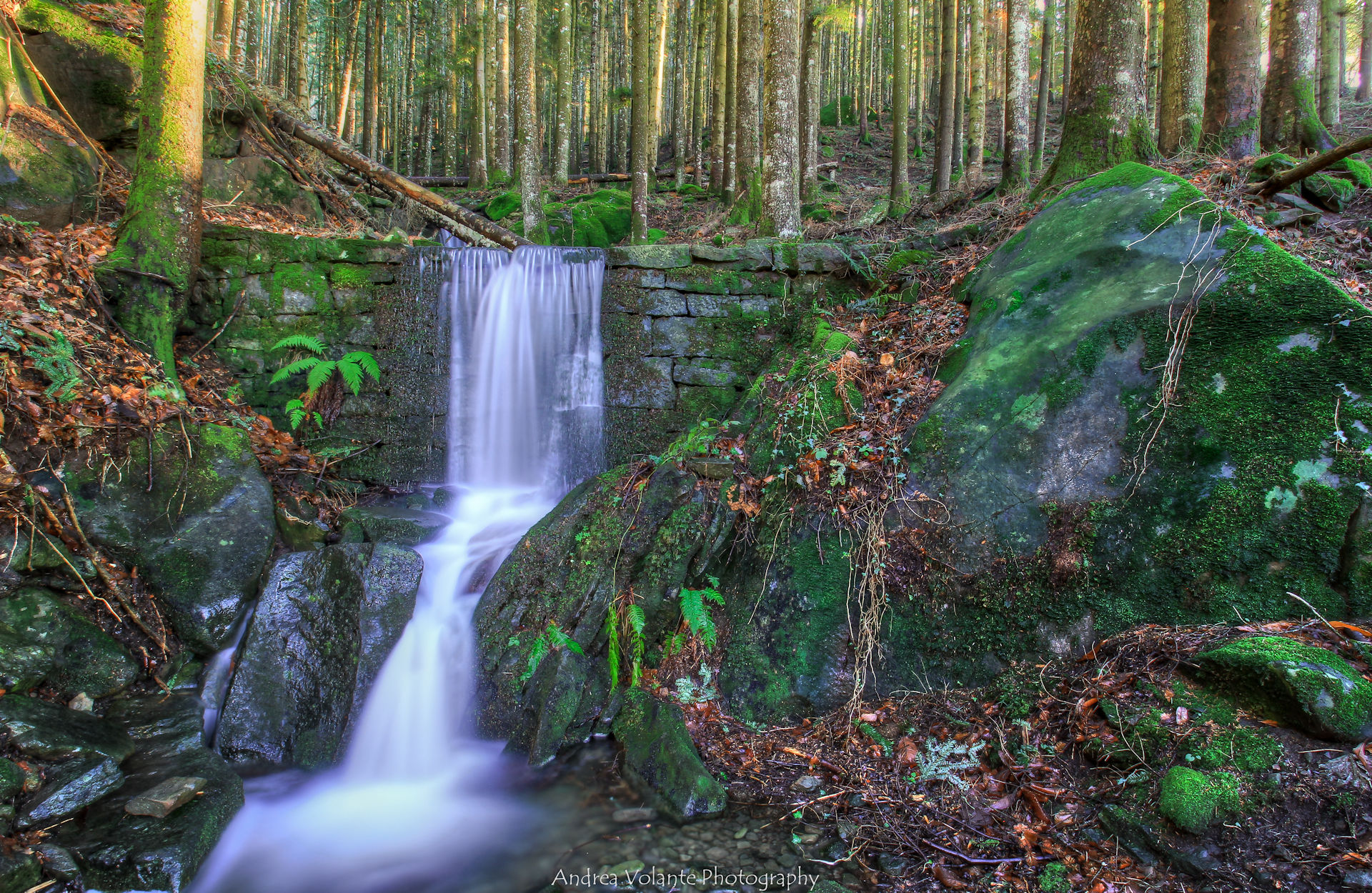 Angoli di foresta vallombrosana ..sul finire del giorno