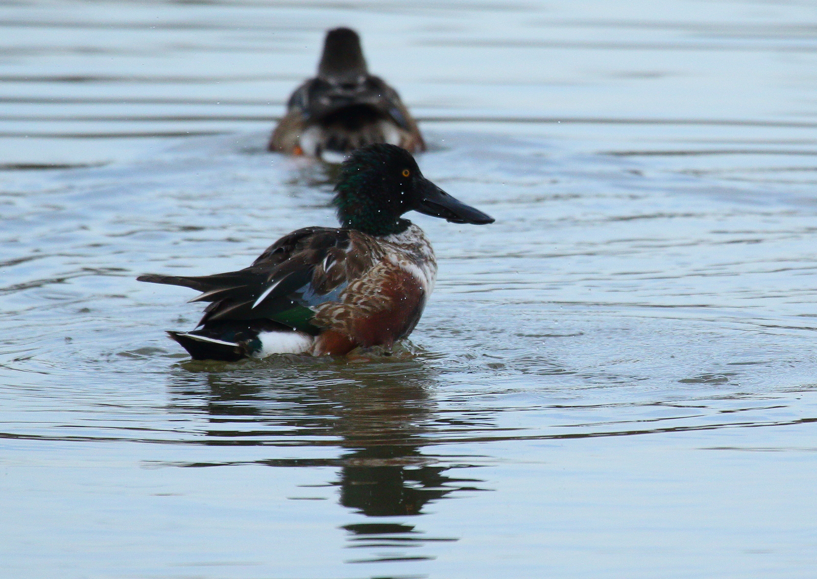 Male shoveler
