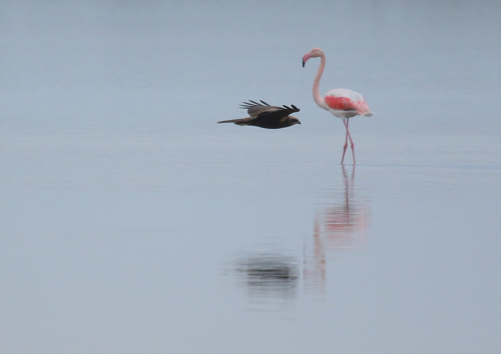 Marsh harrier and flamingo