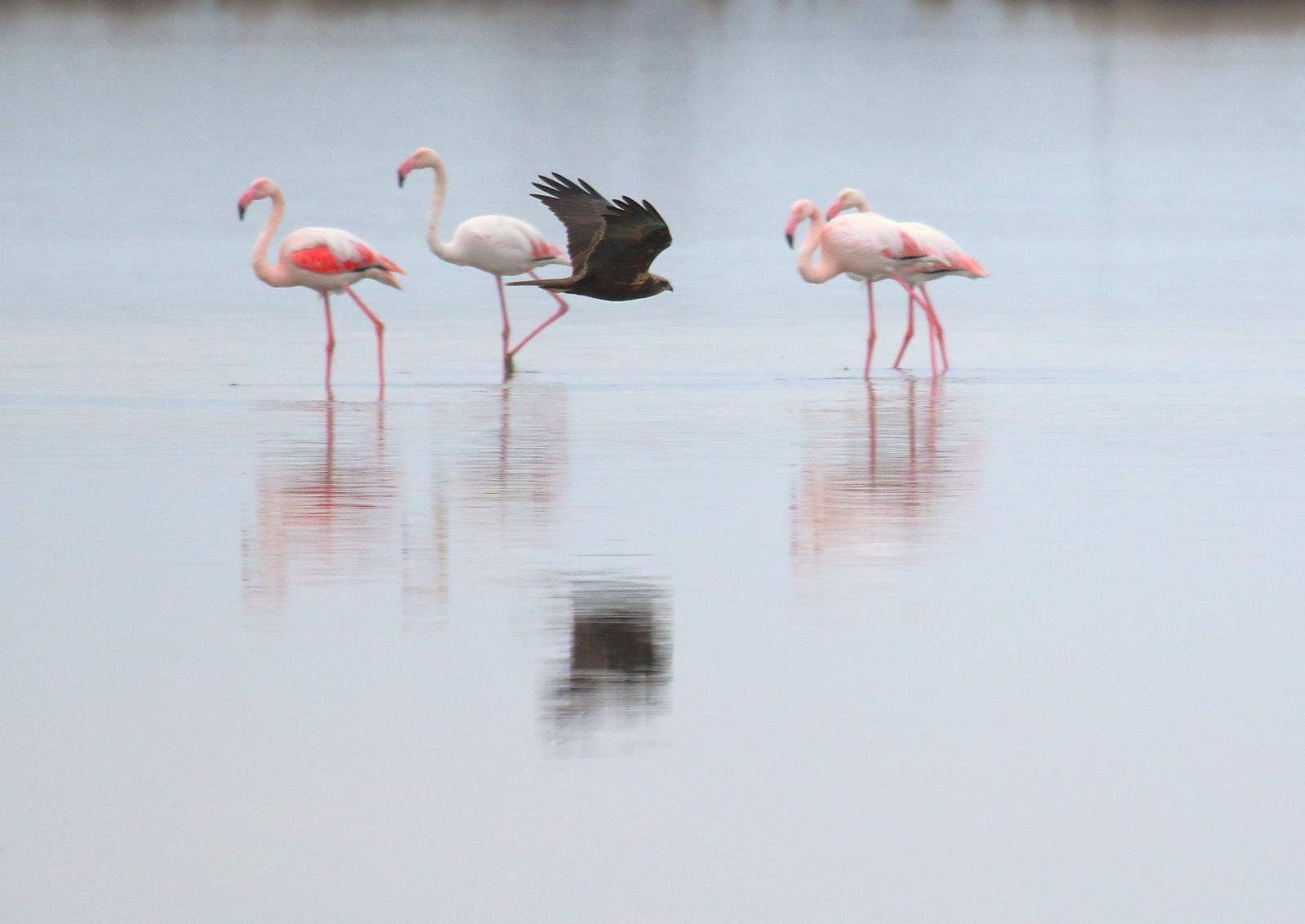 Marsh harrier and fenicottis