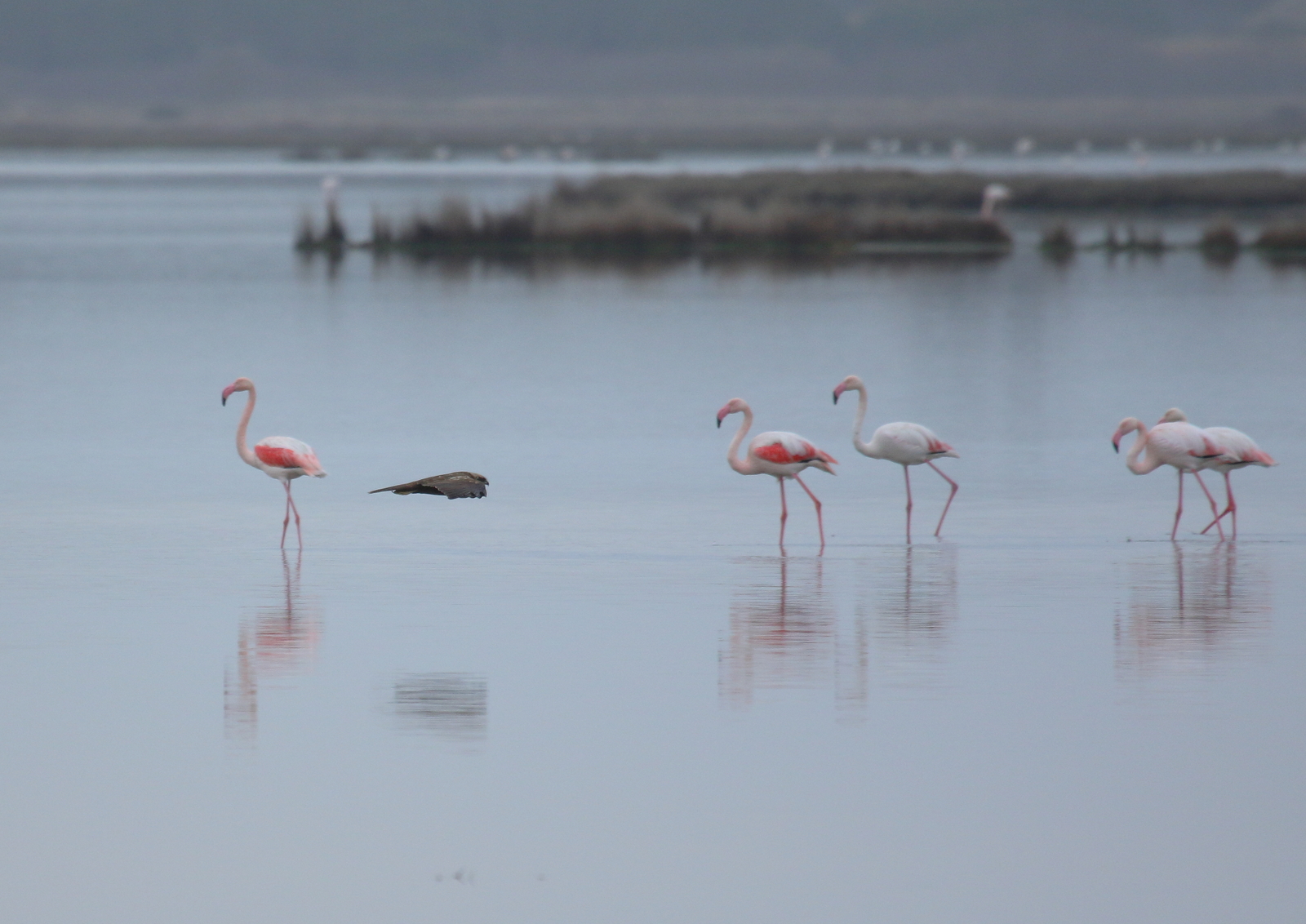 Marsh harrier and flamingos 2