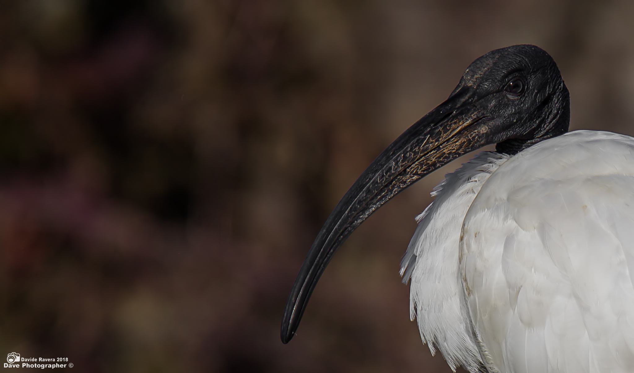 Sacred Ibis