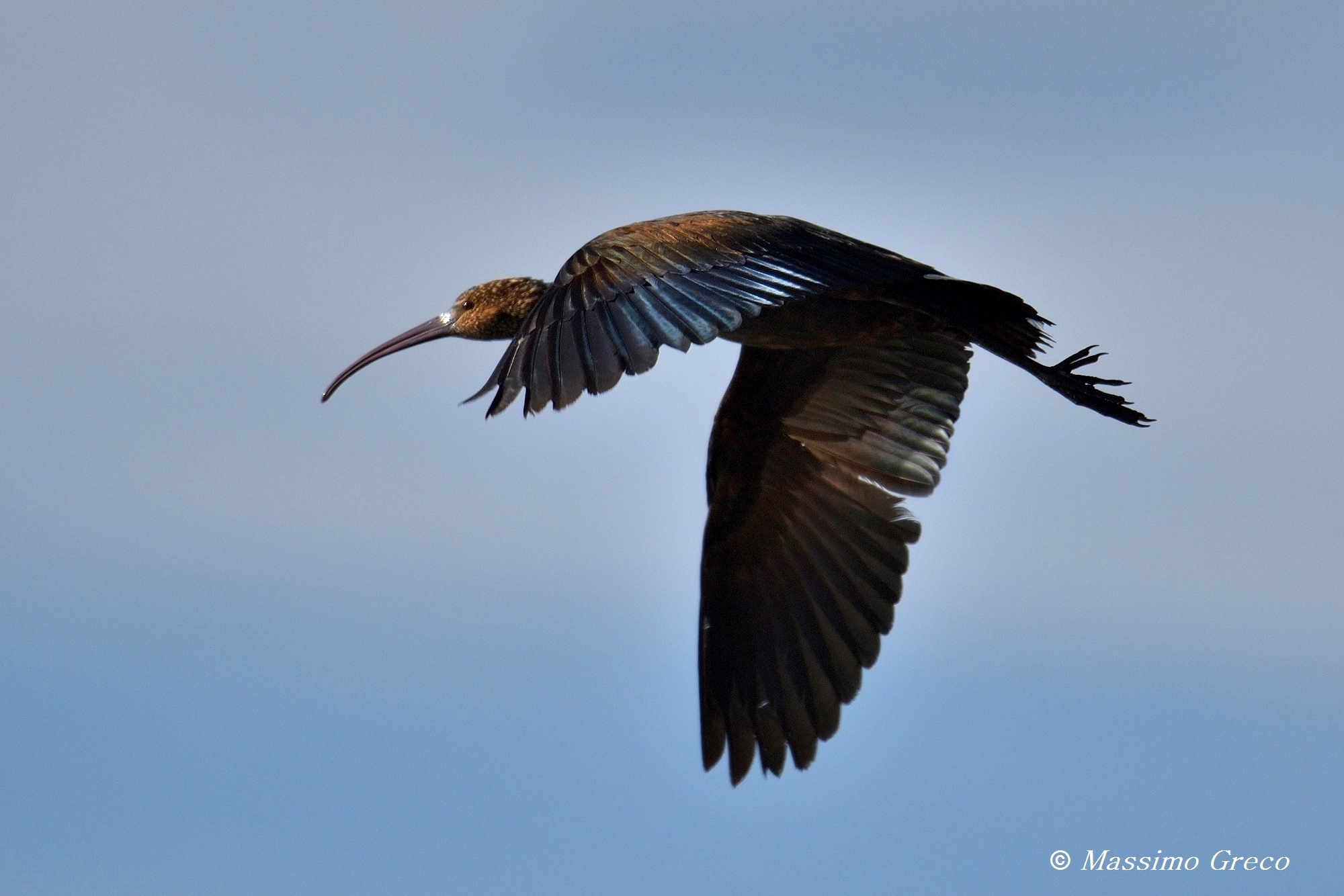 Mignattaio (Plegadis falcinellus)