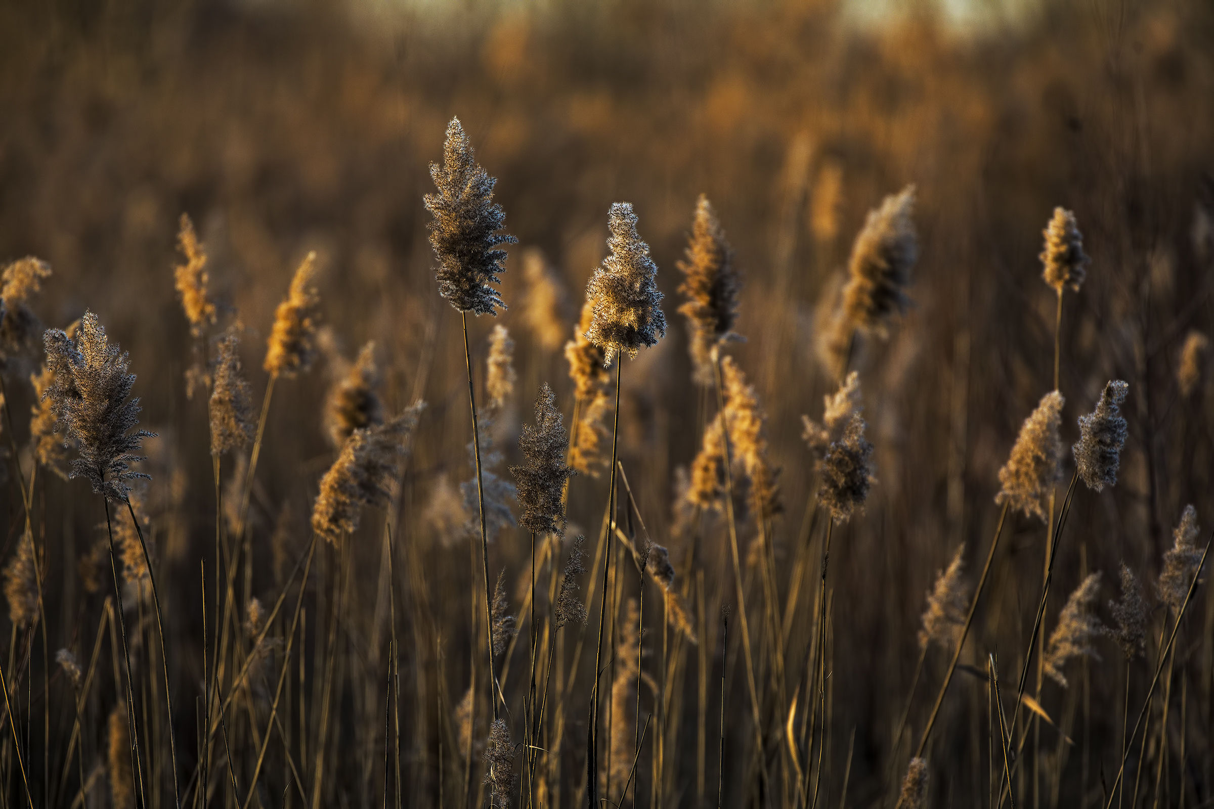 Last light on the valley
