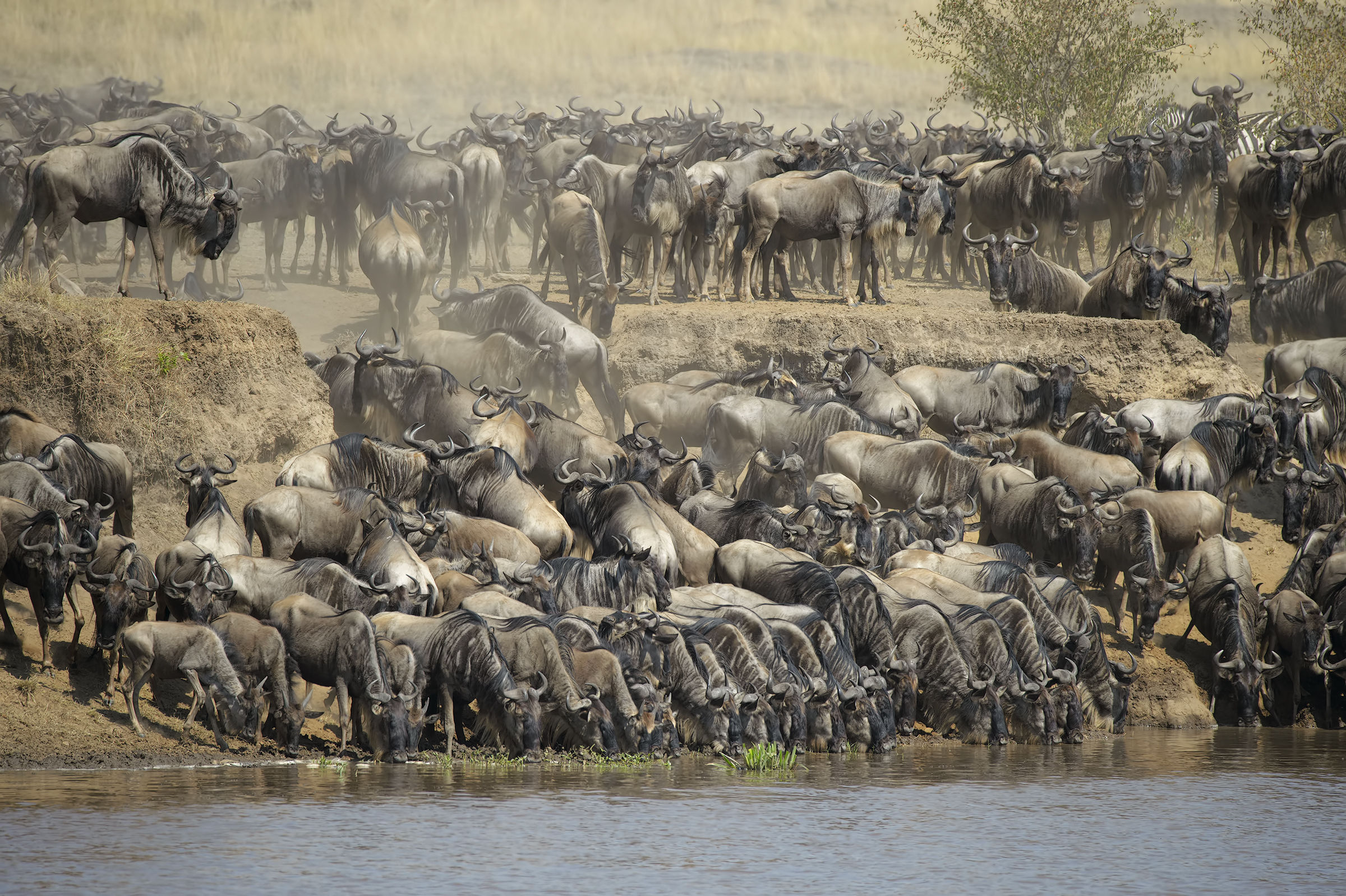 The Great Migration