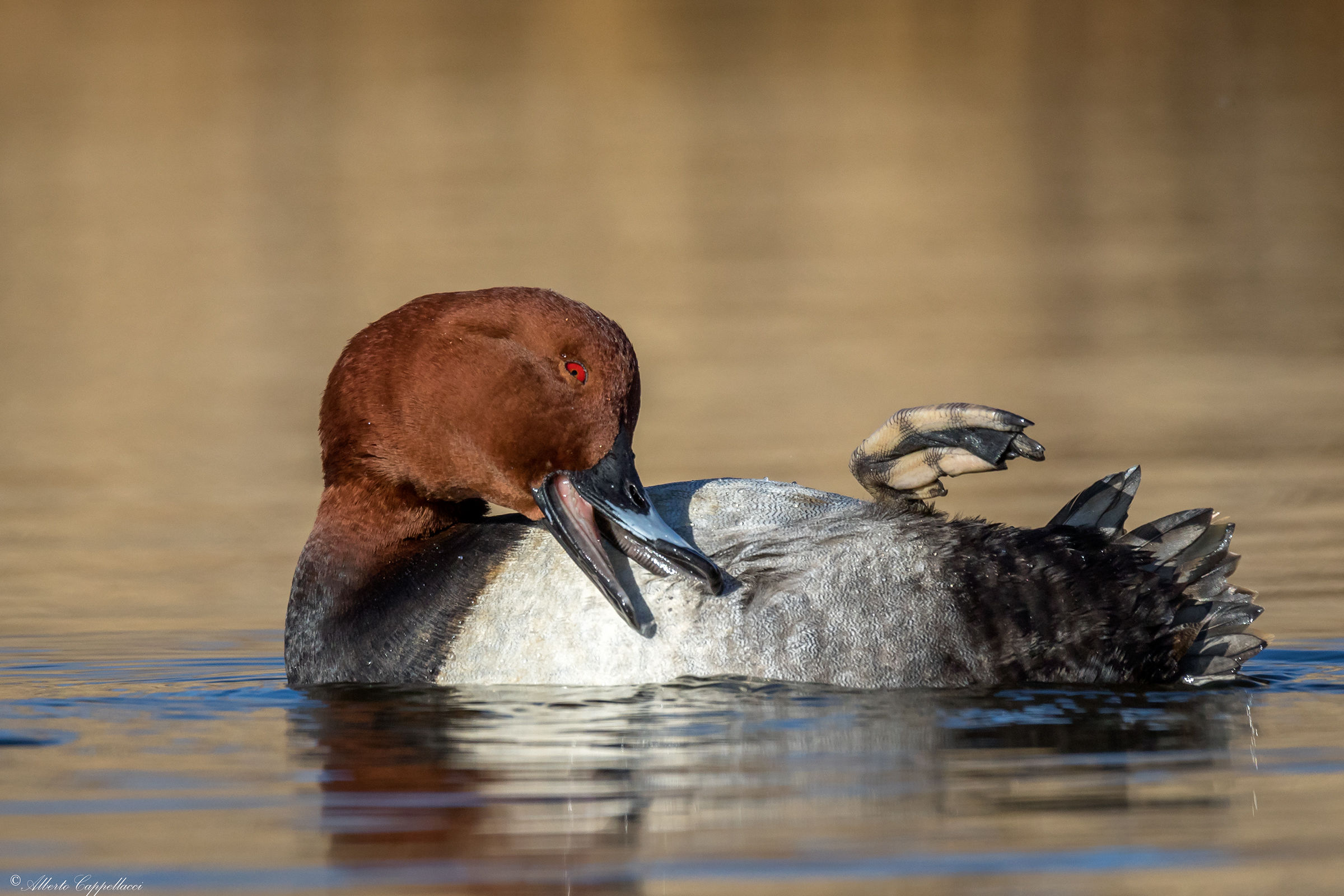 Pochard