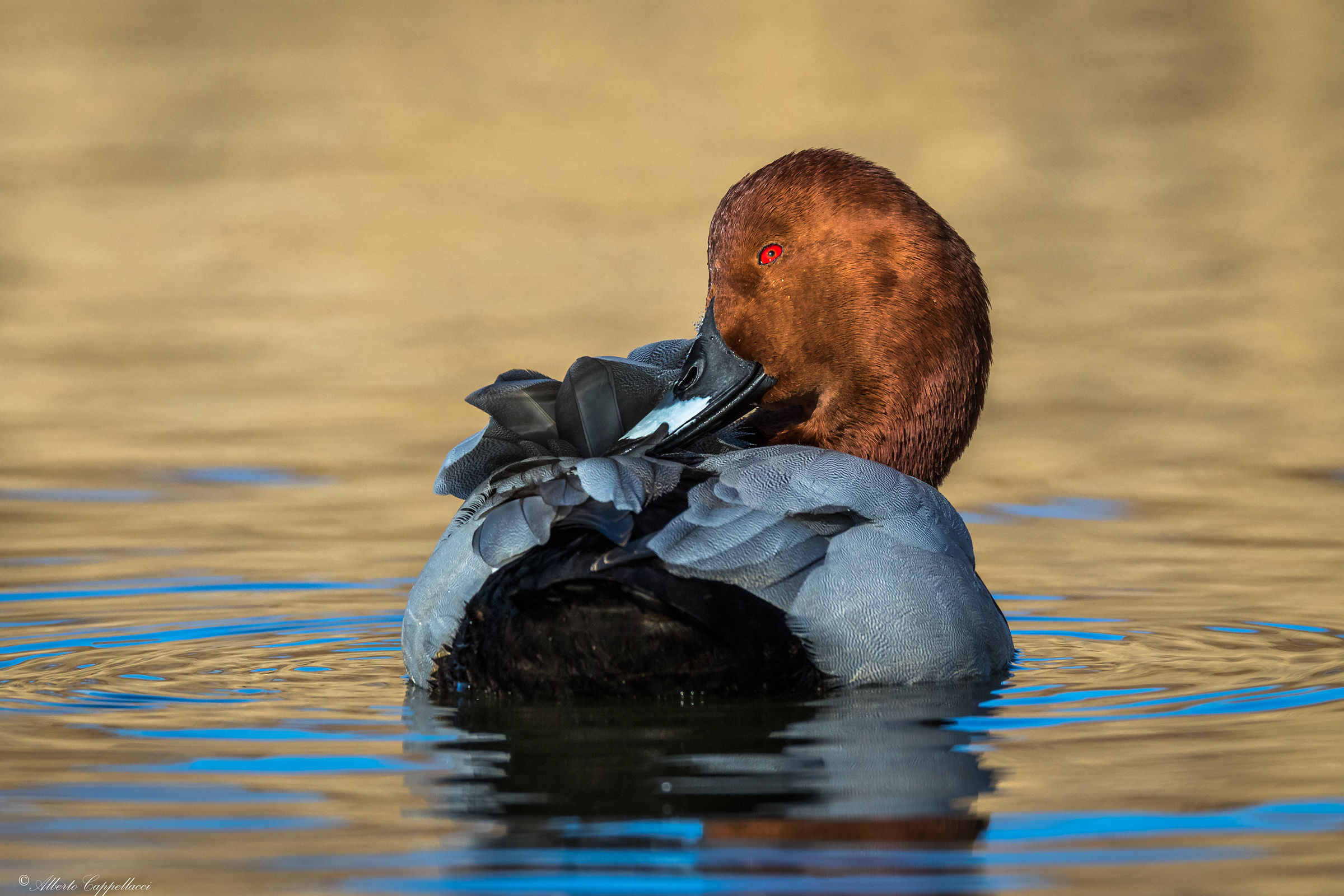 Pochard