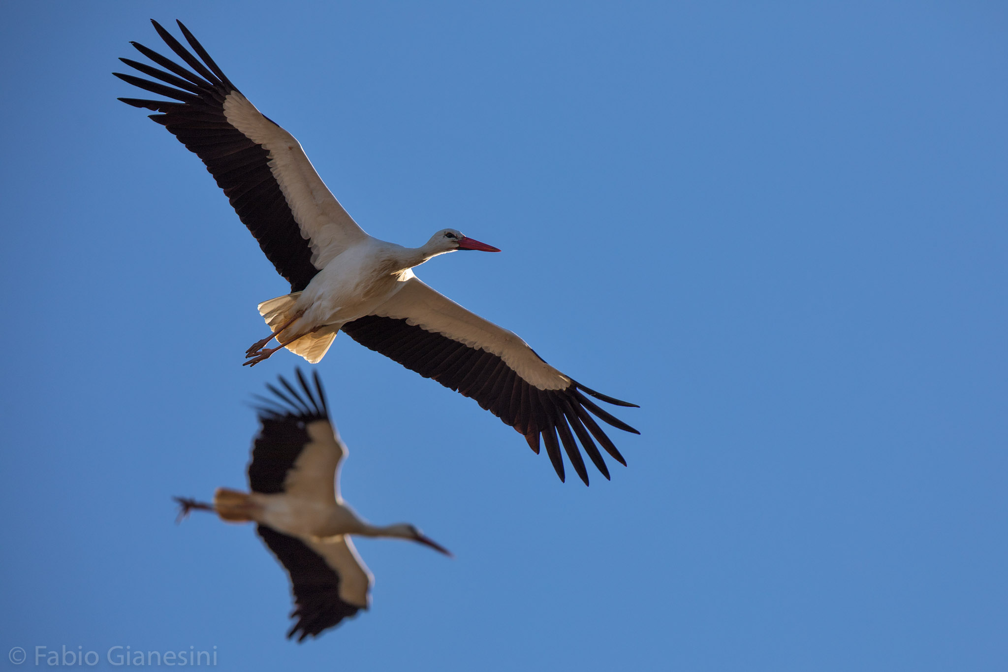 Storks