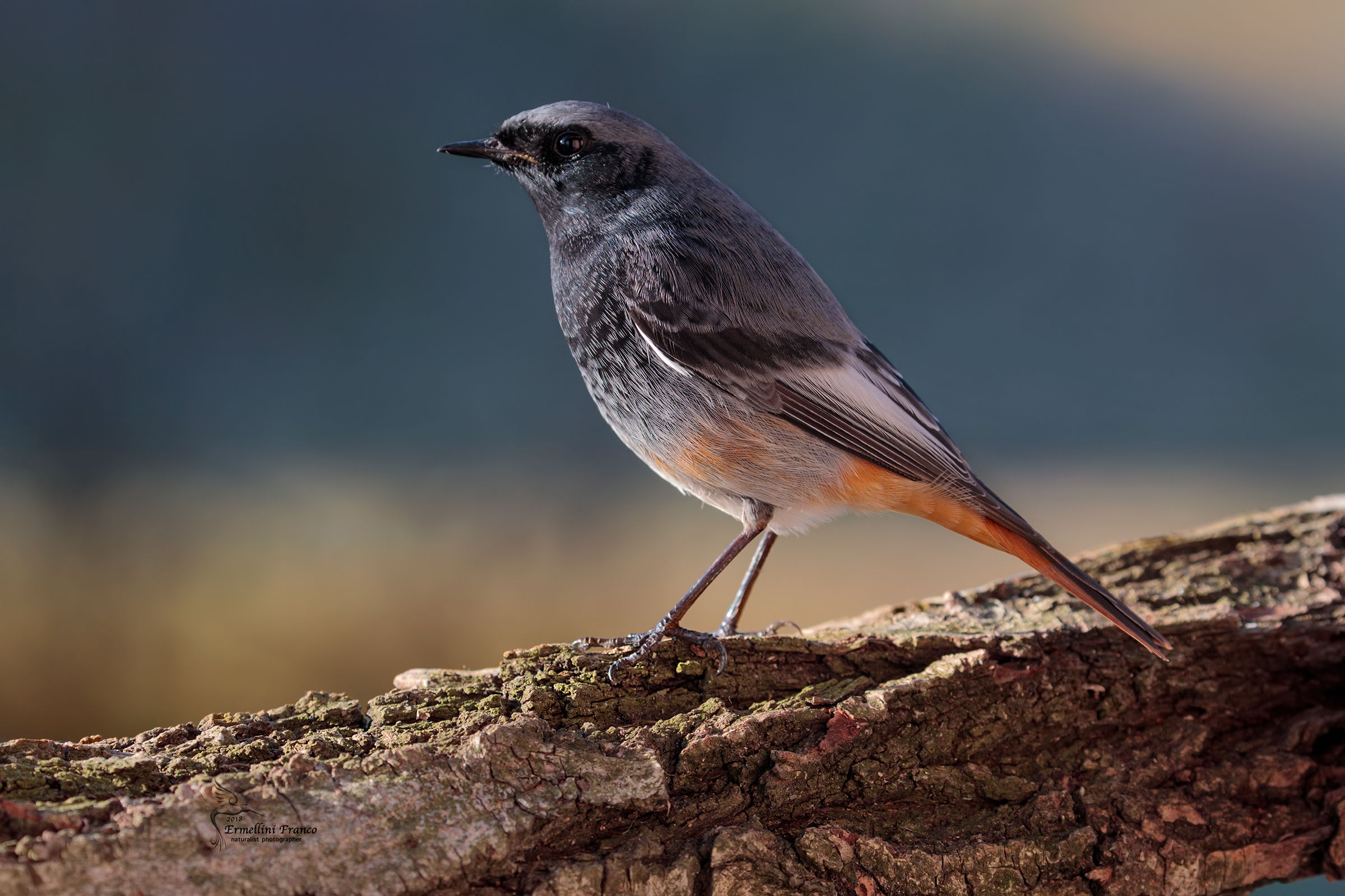 Redstart chimney sweep
