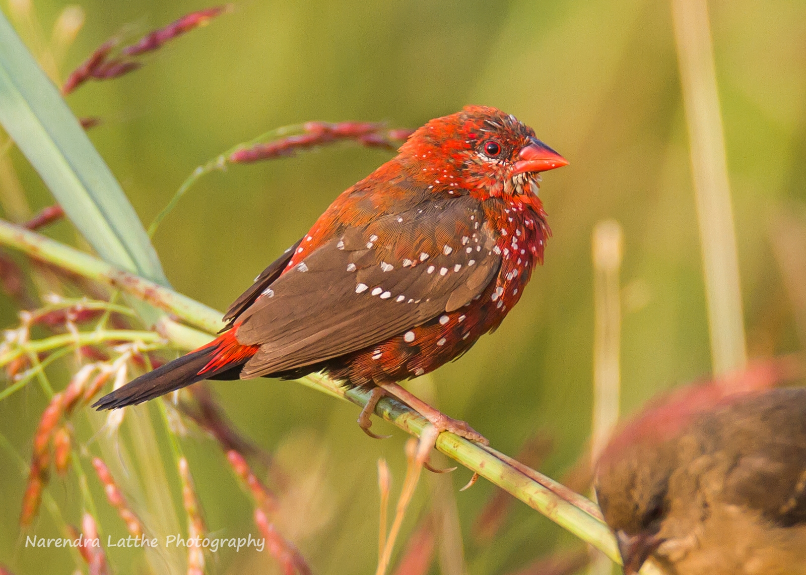 Fringillide alla fragola