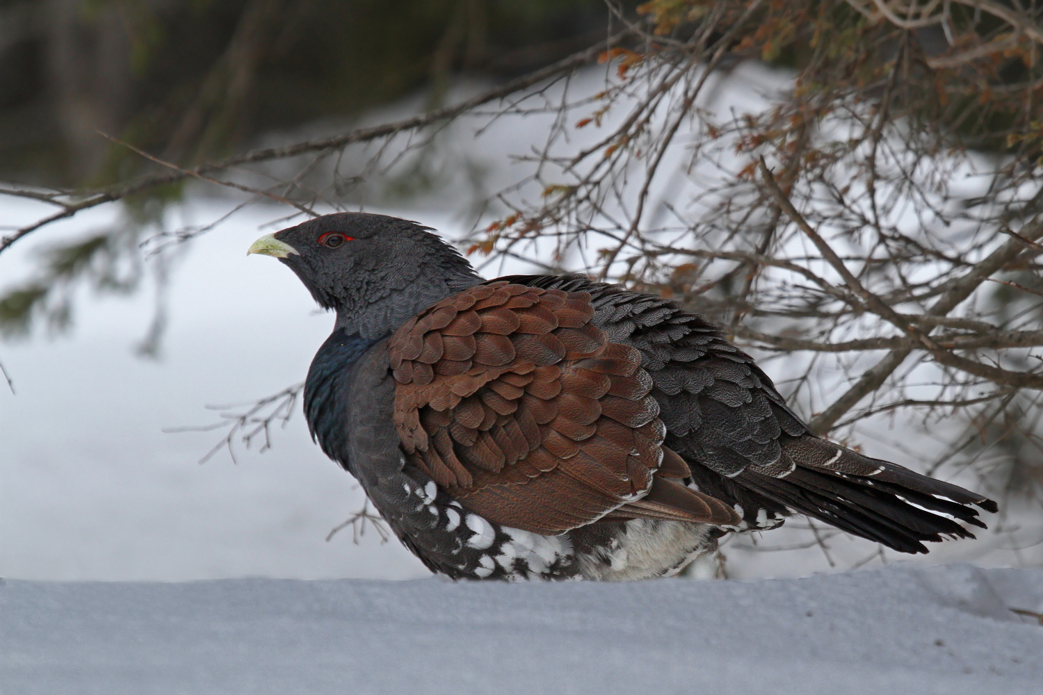 L'attesa- Gallo cedrone