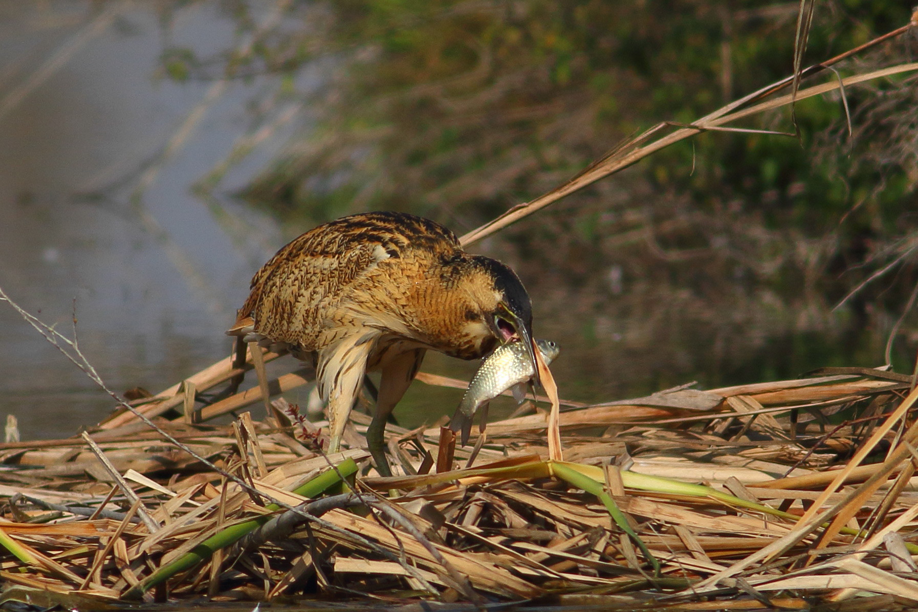 bittern