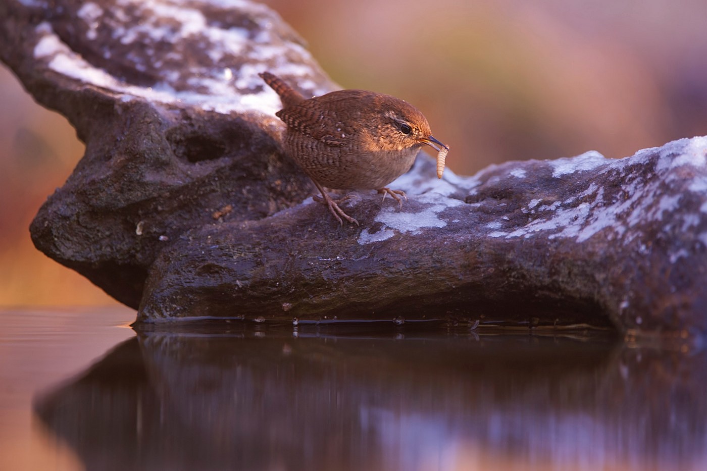 The wren and the camola