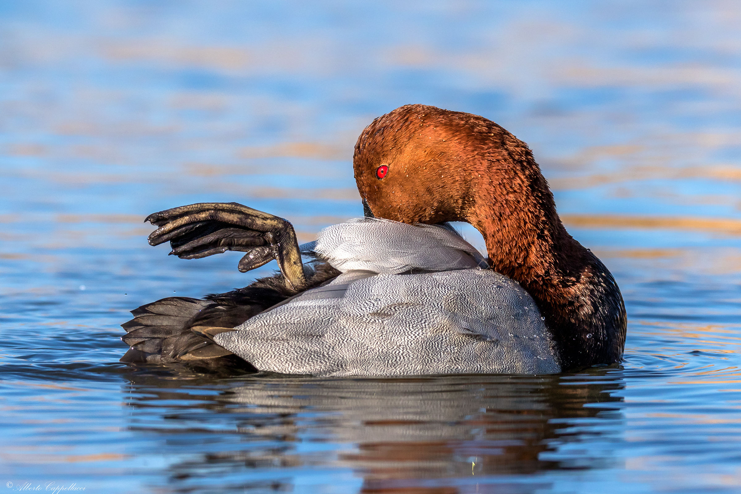 Male pochard