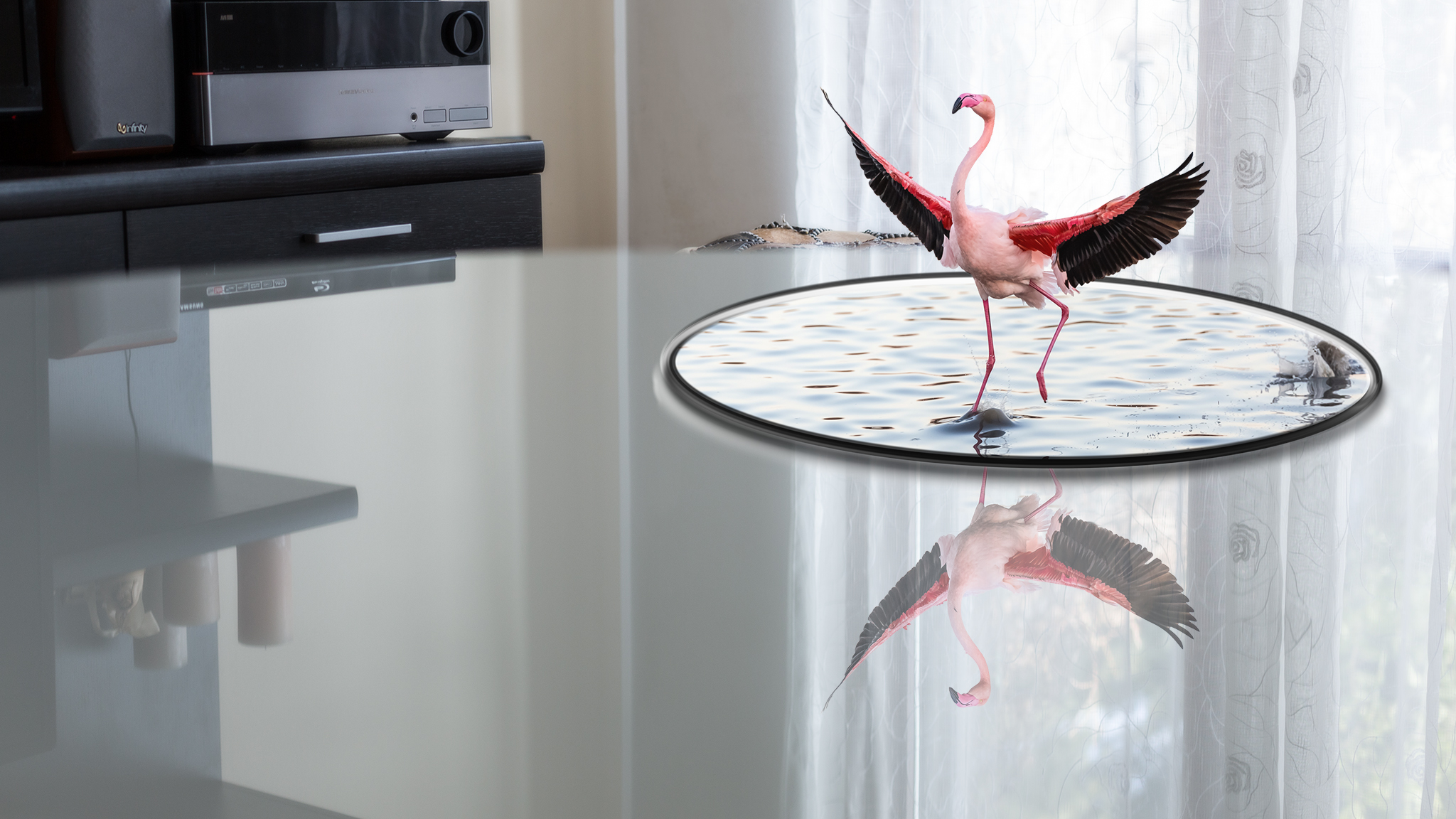 Domestic flamingo