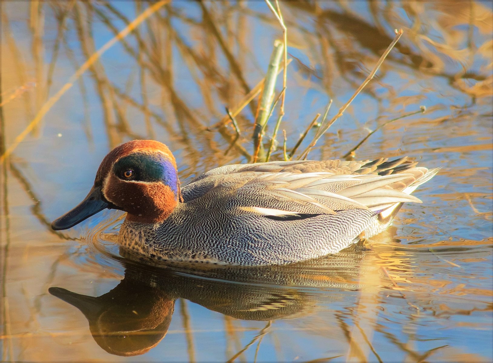 Teal2 - with better pp