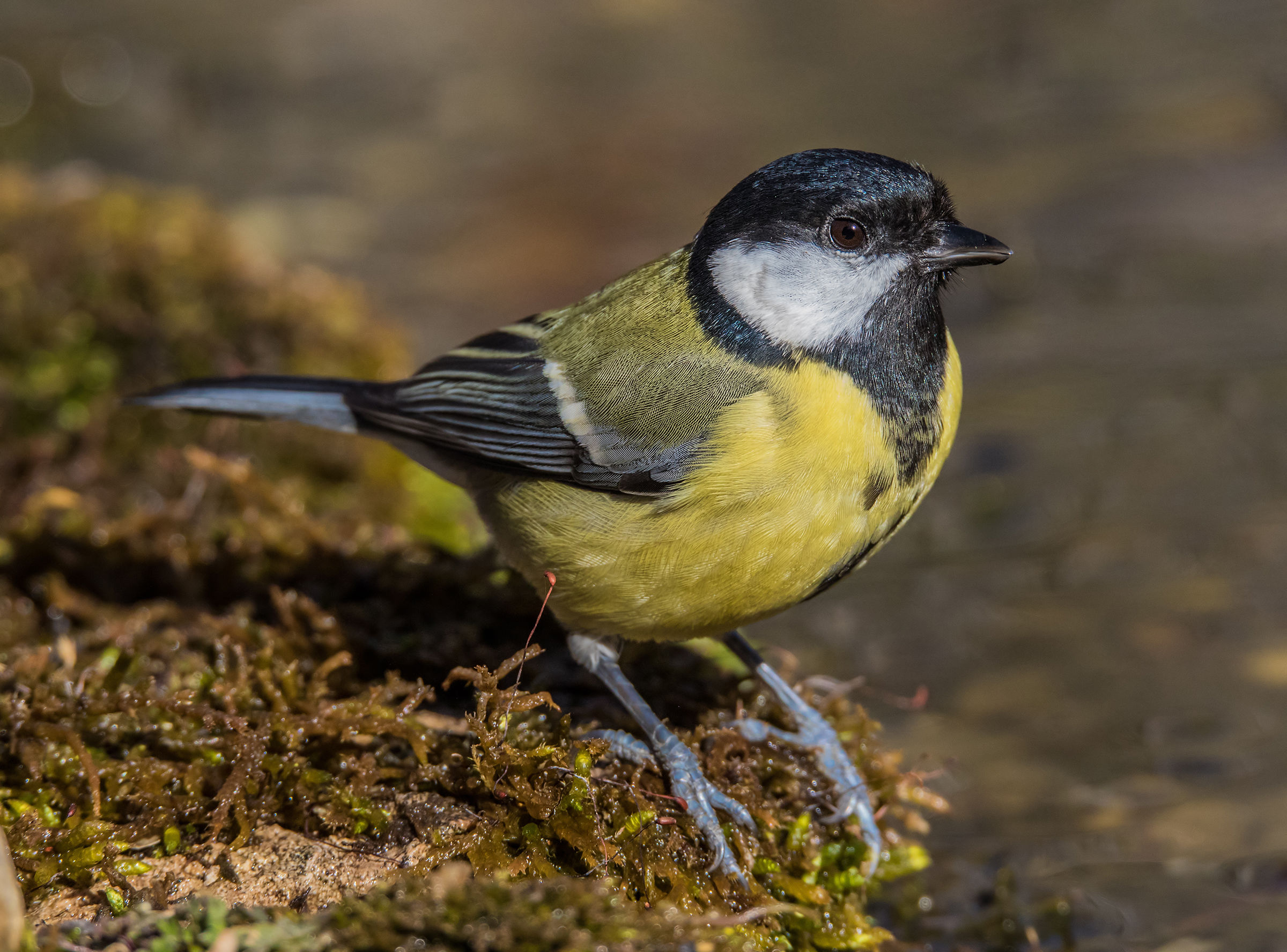 Great Tit