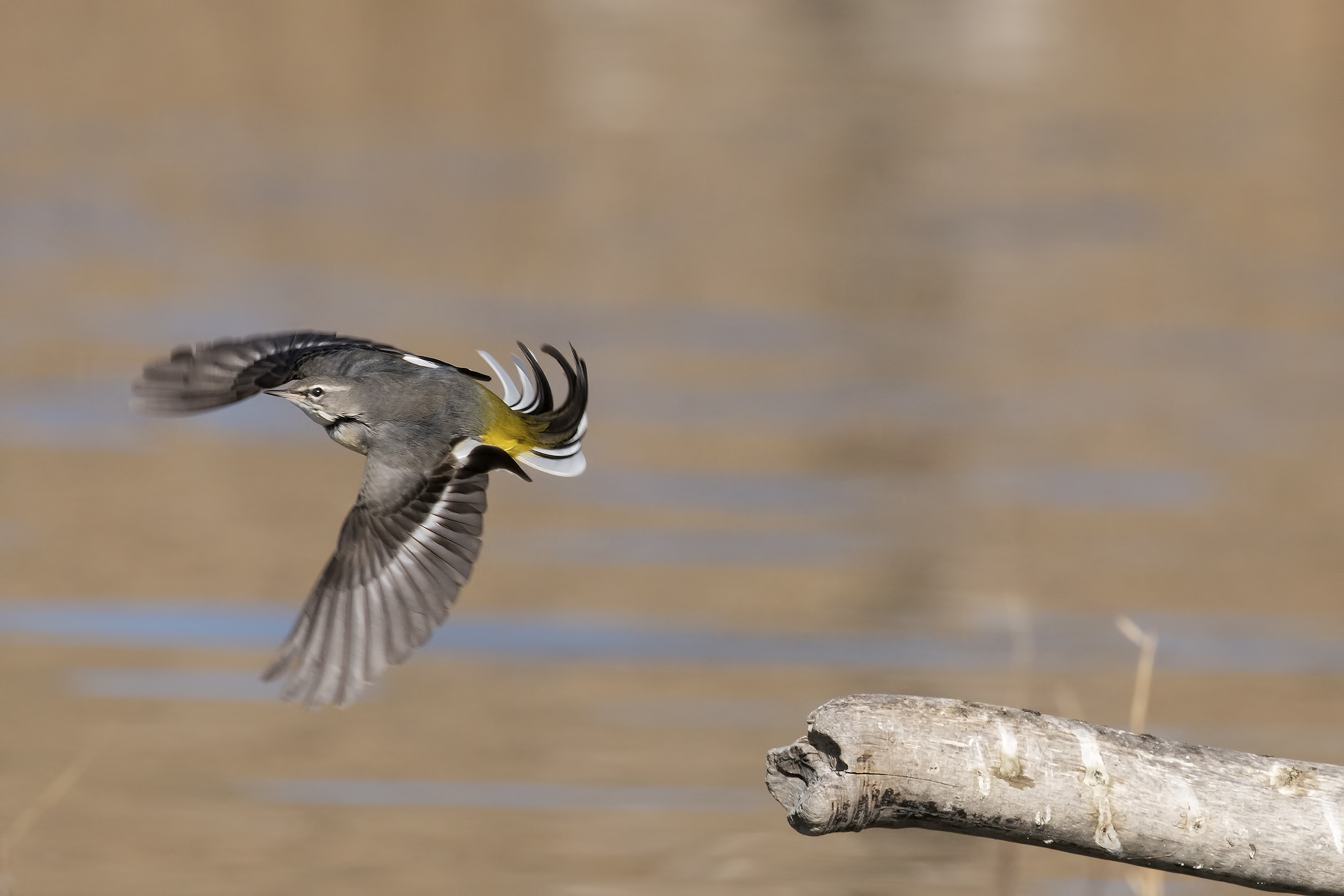 Disoriented helmsman