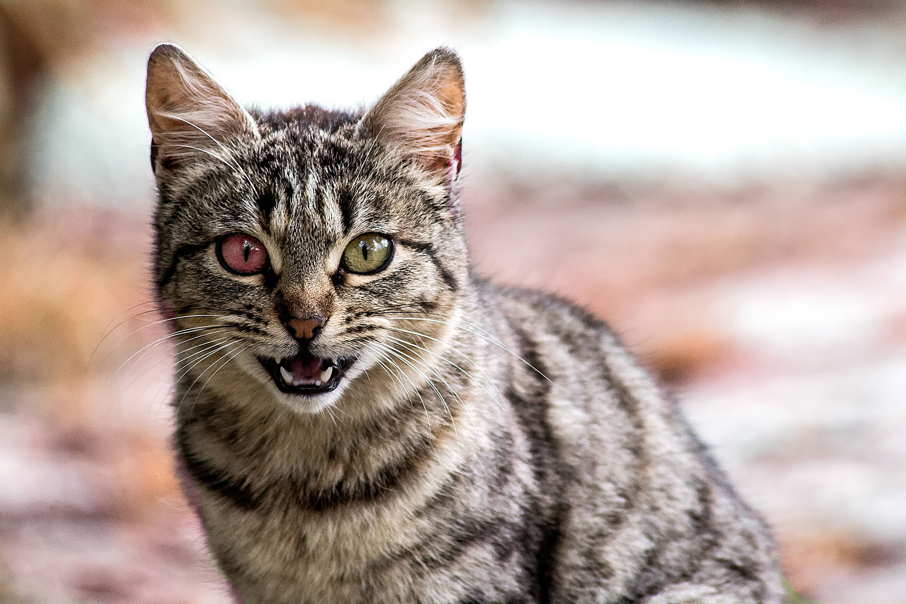 Il gatto del ragioniere