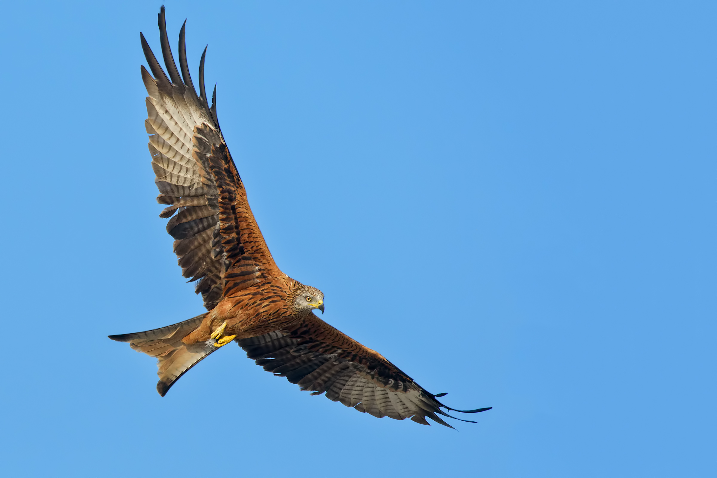 Red kite (Milvus milvus)