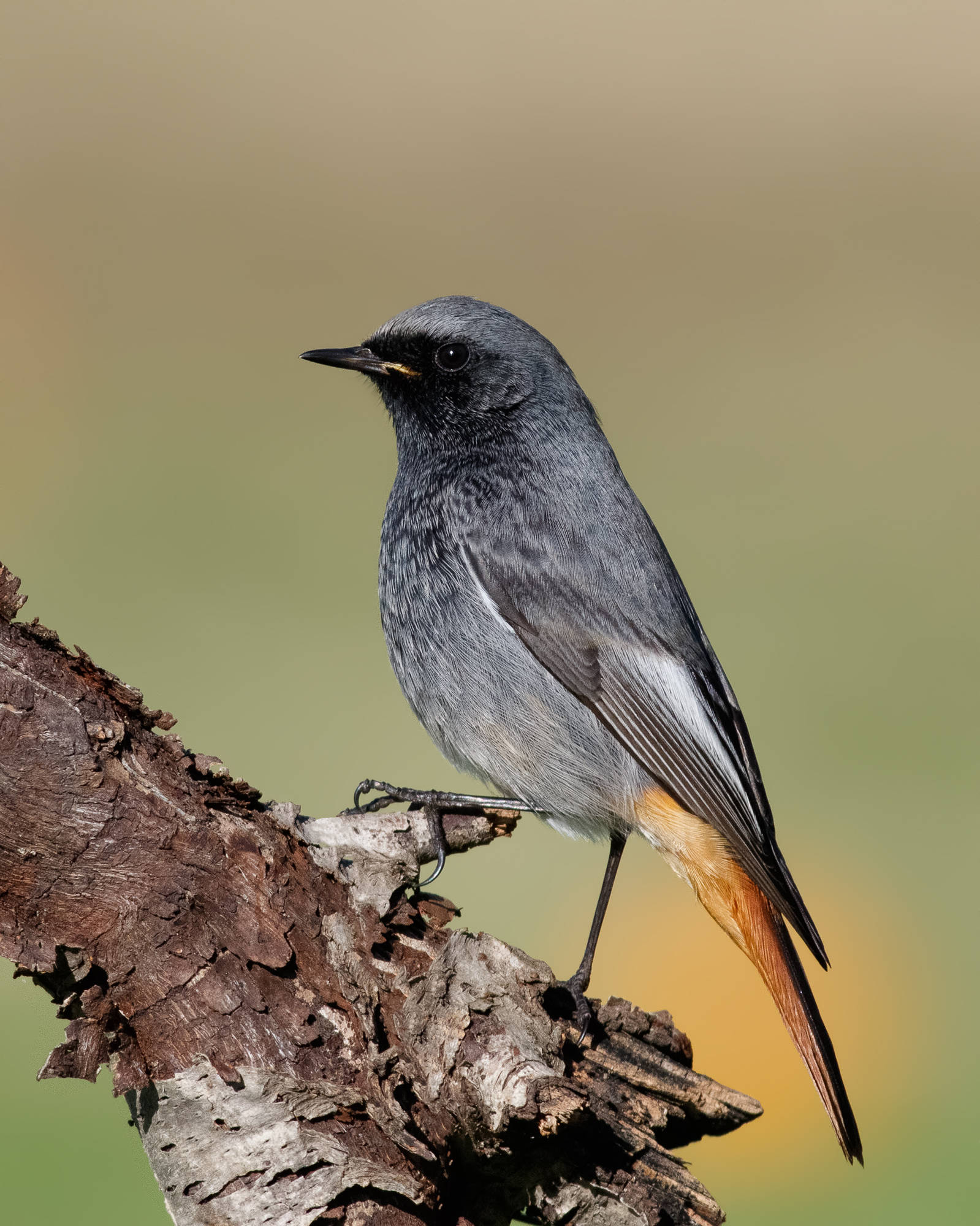 codirosso spazzacamino