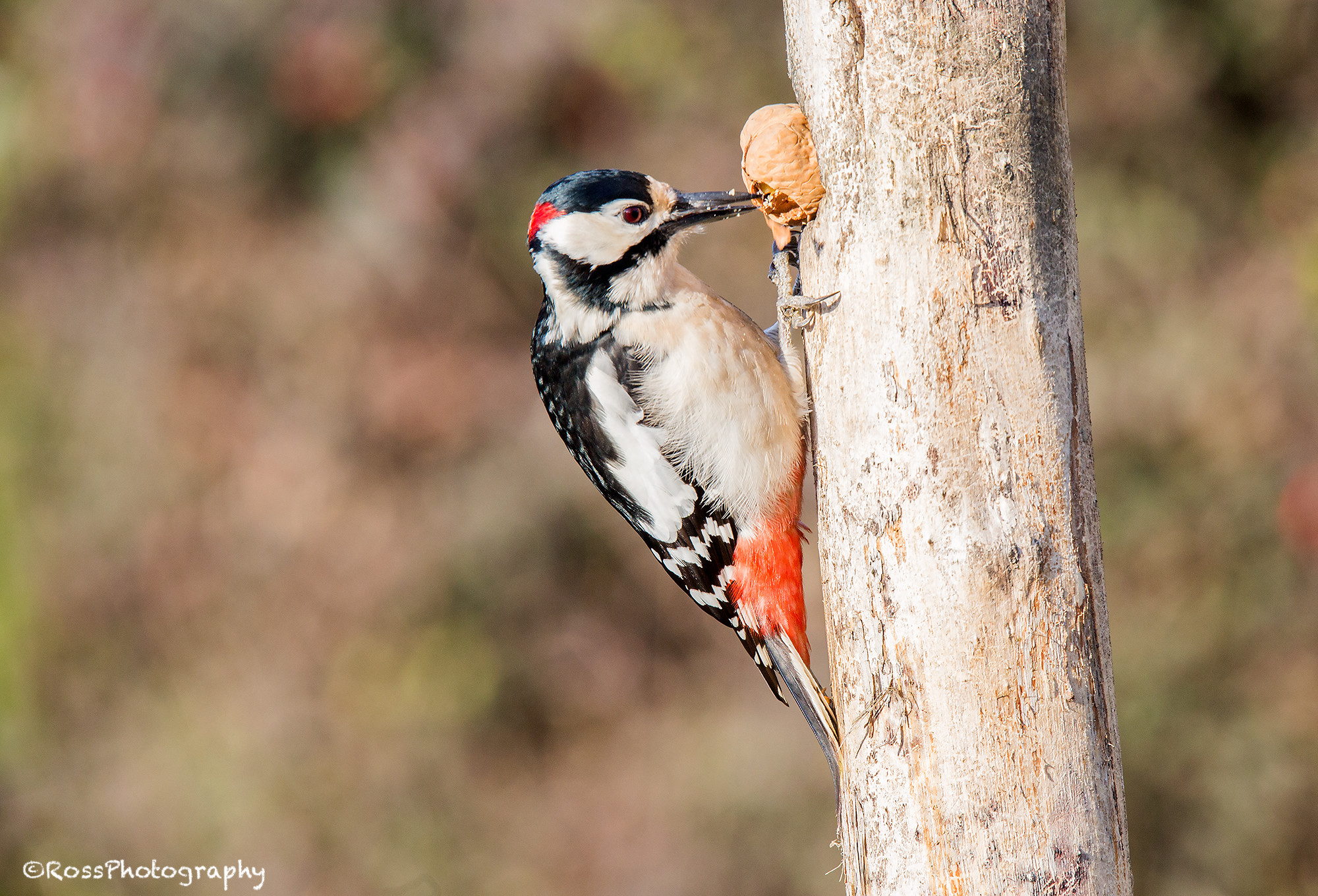 Red Woodpecker 2