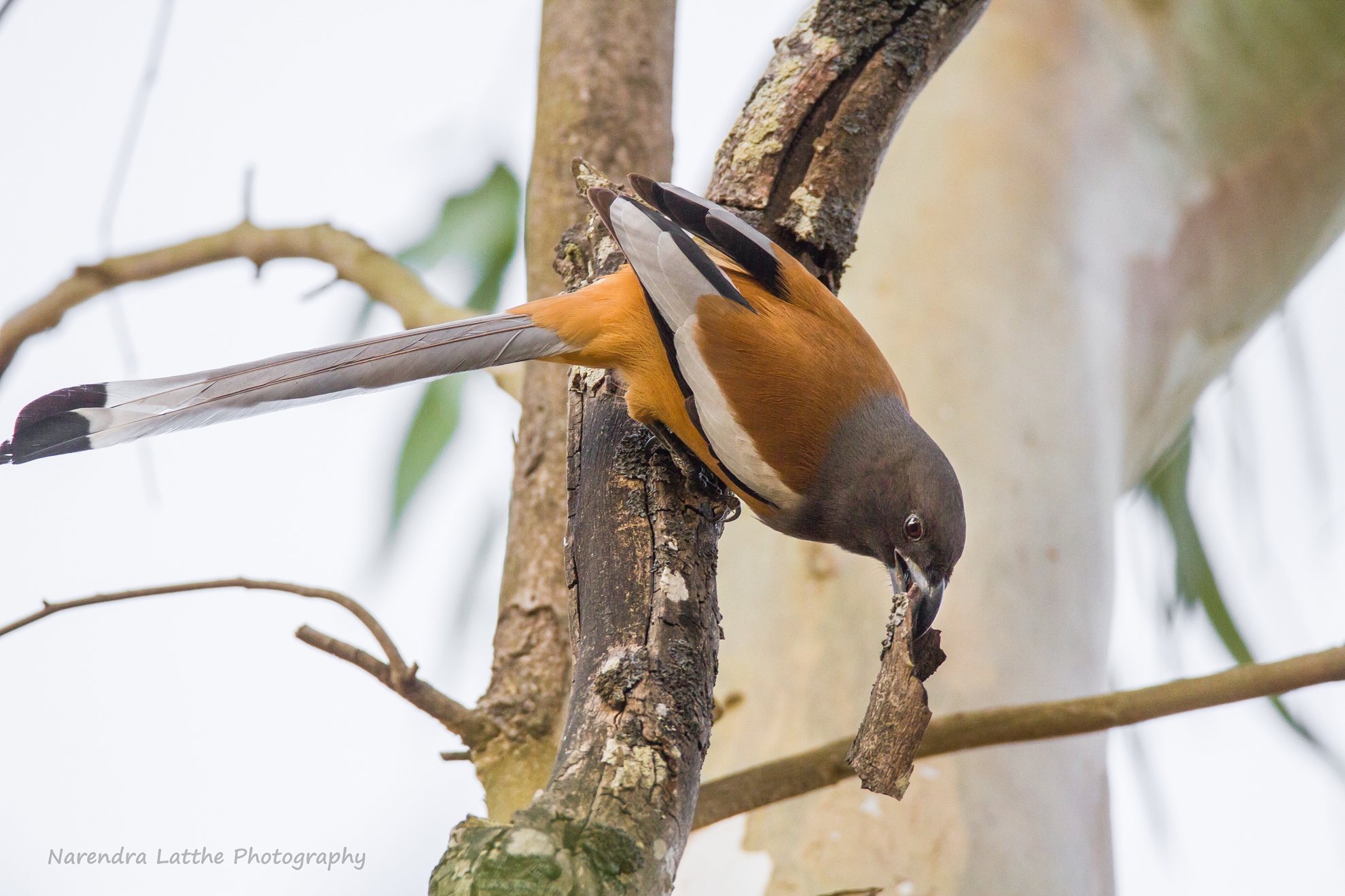 Rufous Treepie