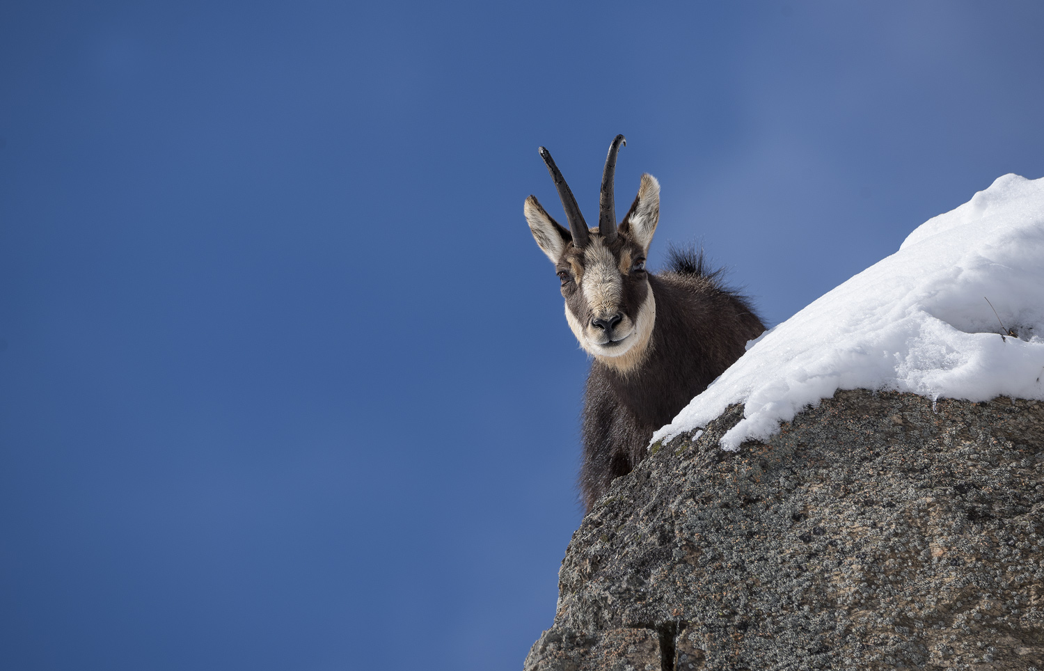 Chamois