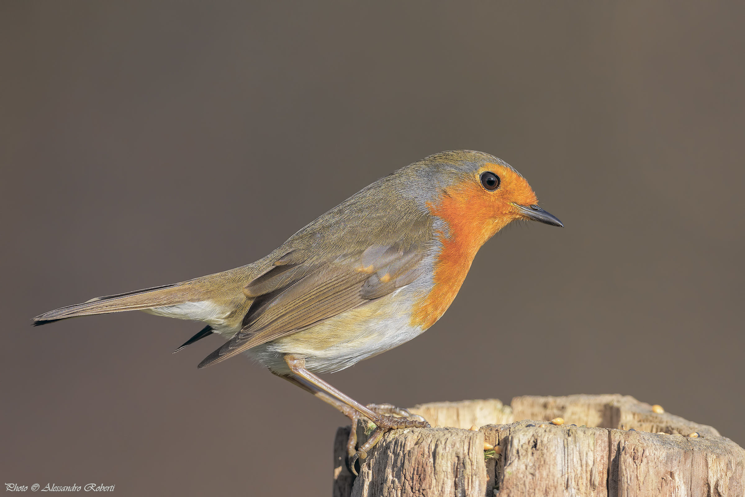 Robin ( Erithacus rubecula )