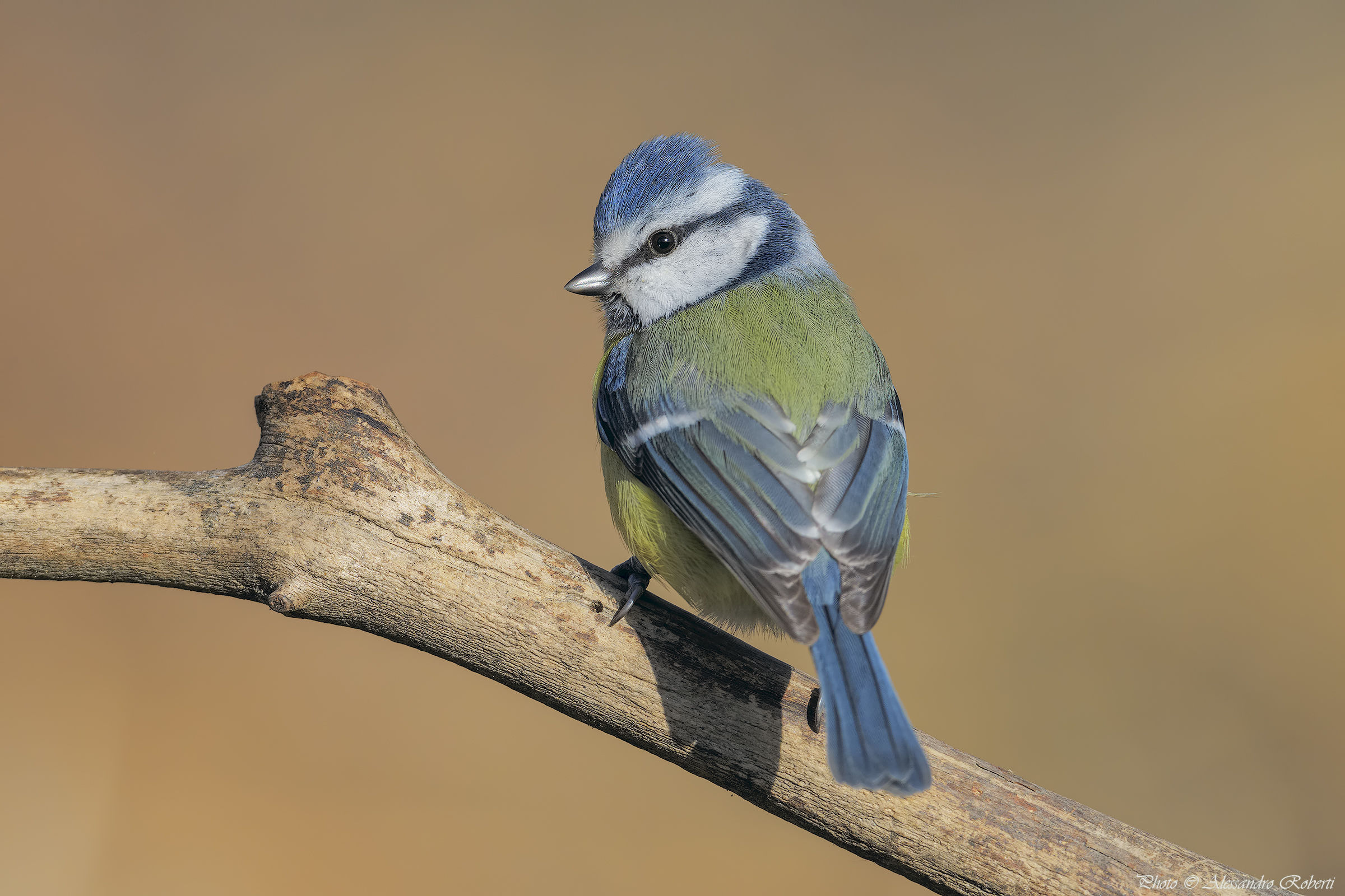 Cinciarella ( Cyanistes caeruleus )