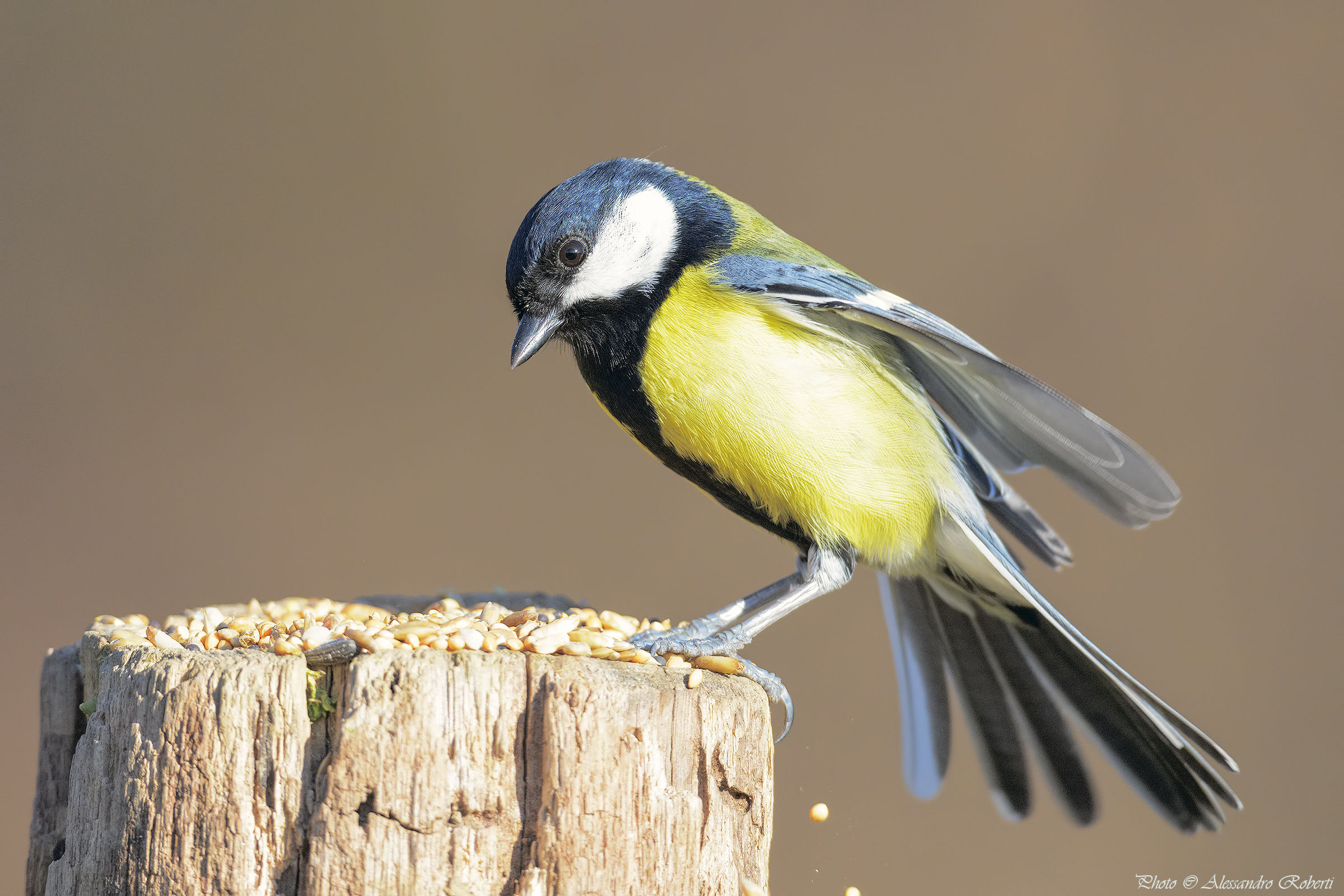 Cinciallegra ( Parus major )