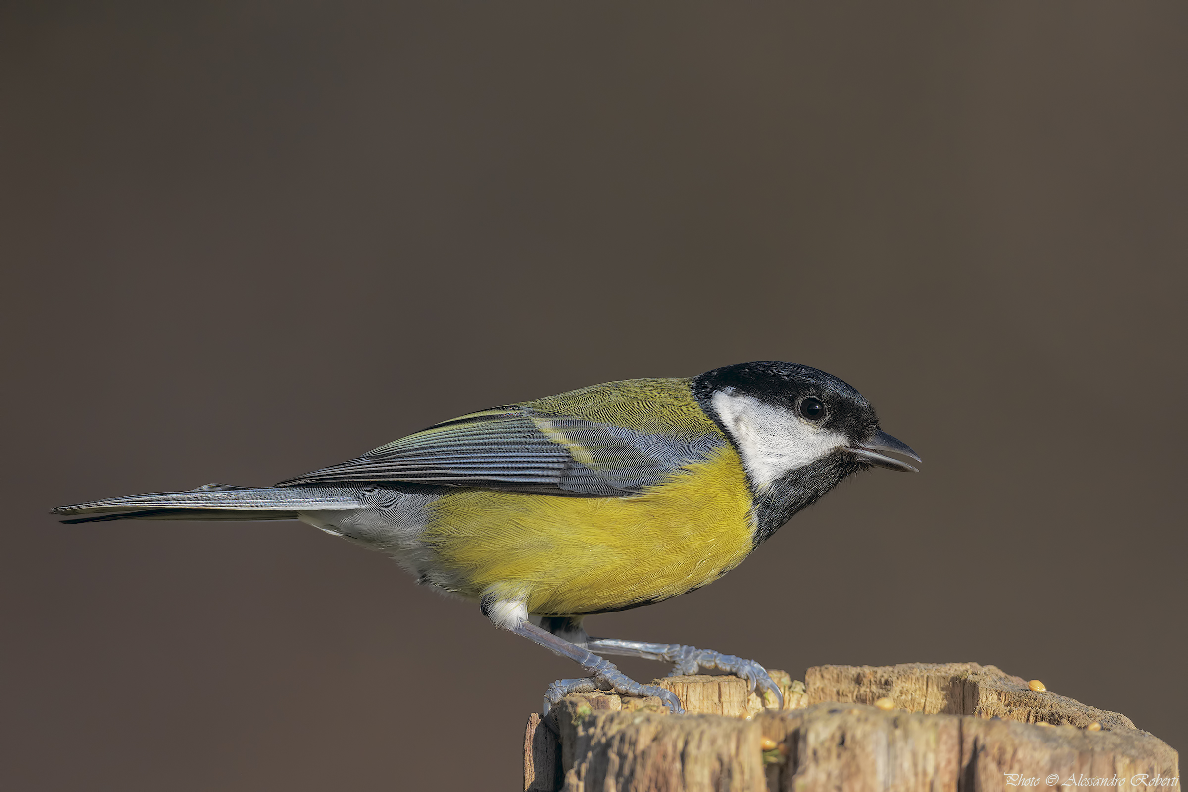 Cinciallegra ( Parus major )