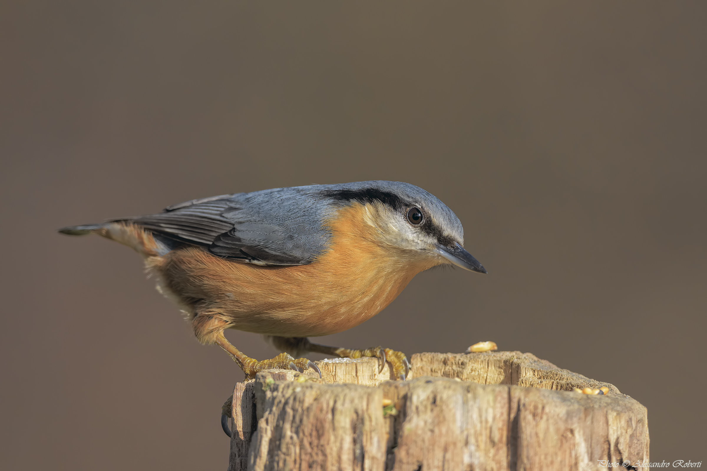 Picchio muratore ( Sitta europaea )