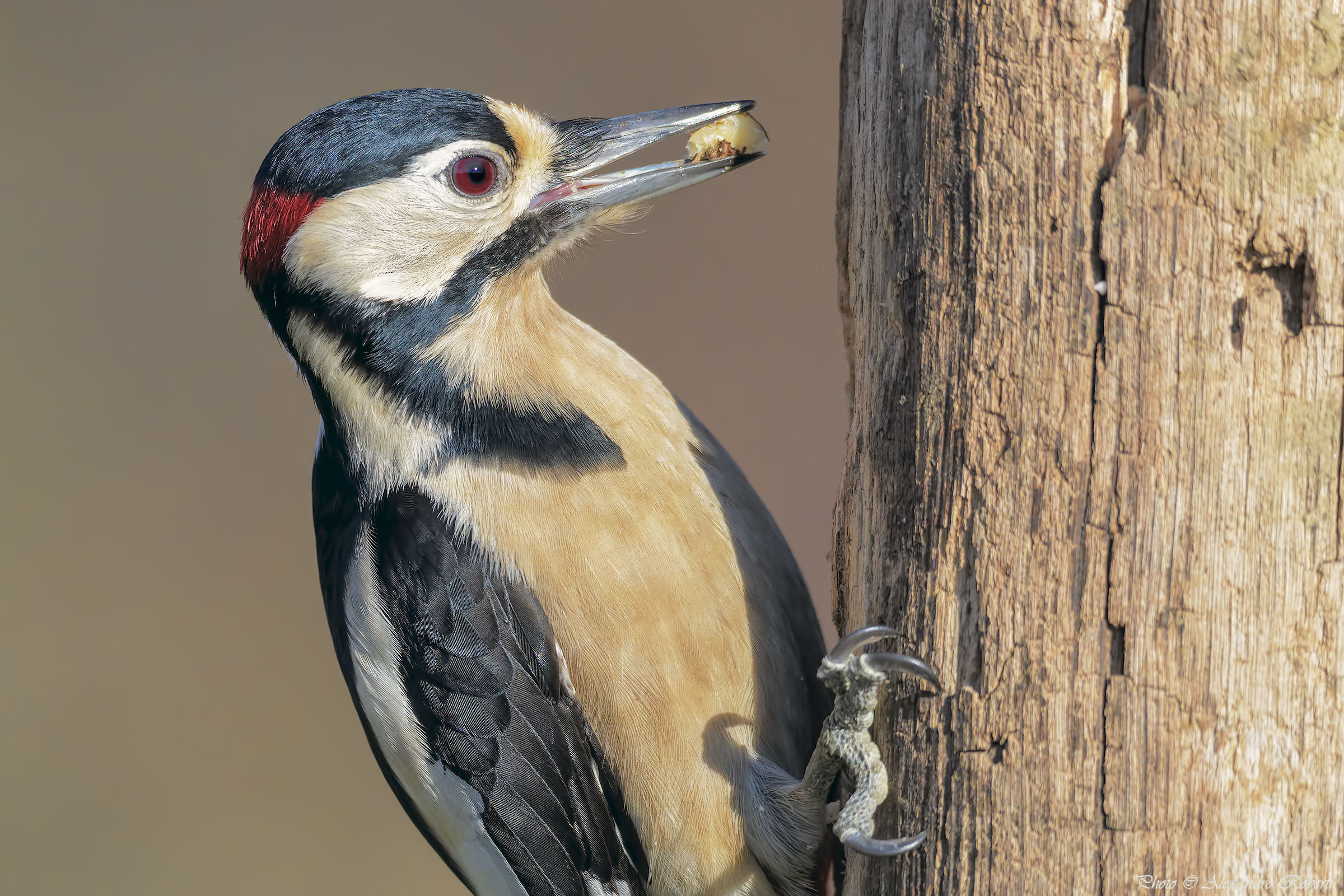 Picchio rosso maggiore ( Dendrocopos major )
