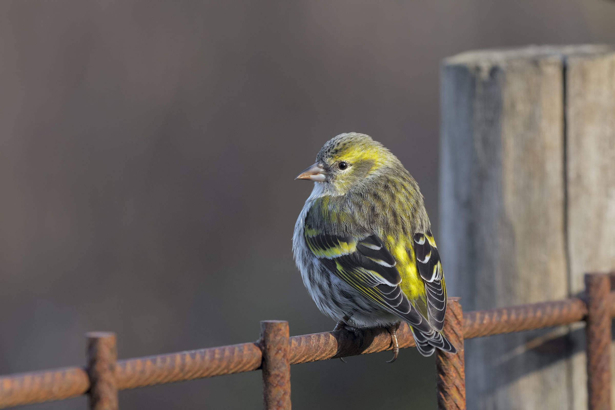 Siskin (female)