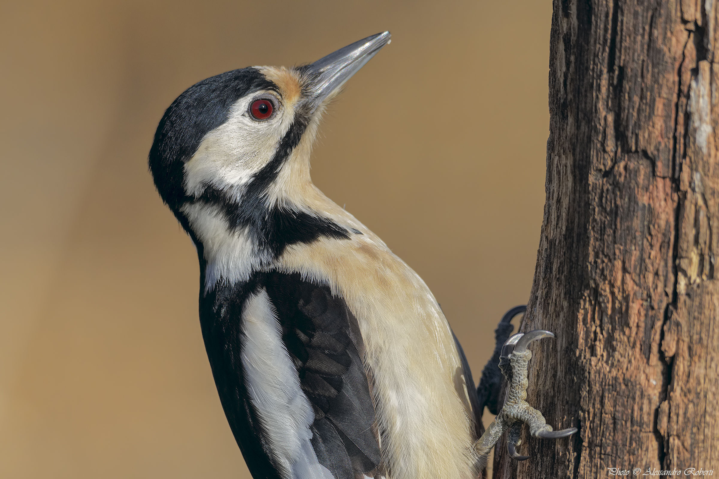 Picchio rosso maggiore ( Dendrocopos major )