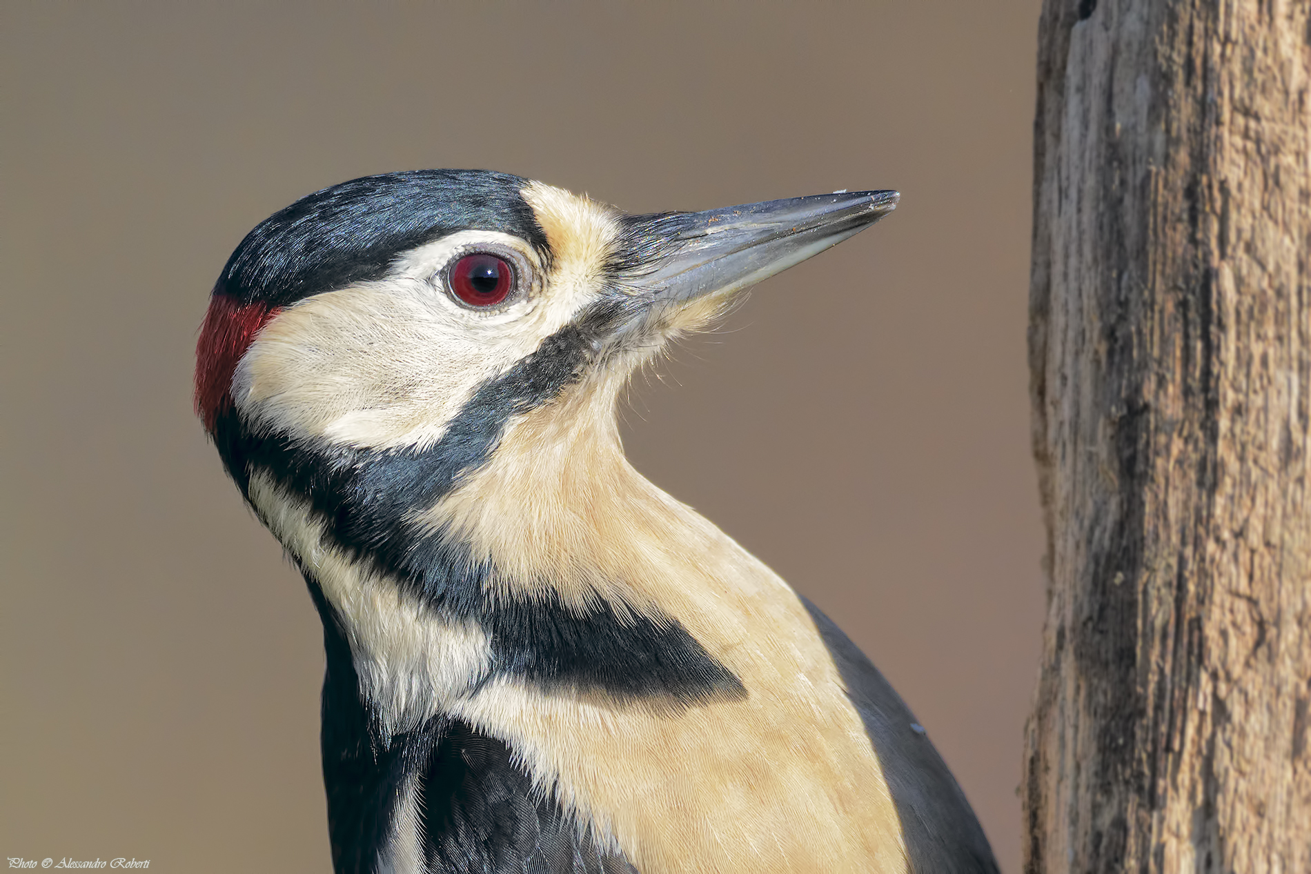 Picchio rosso maggiore ( Dendrocopos major )