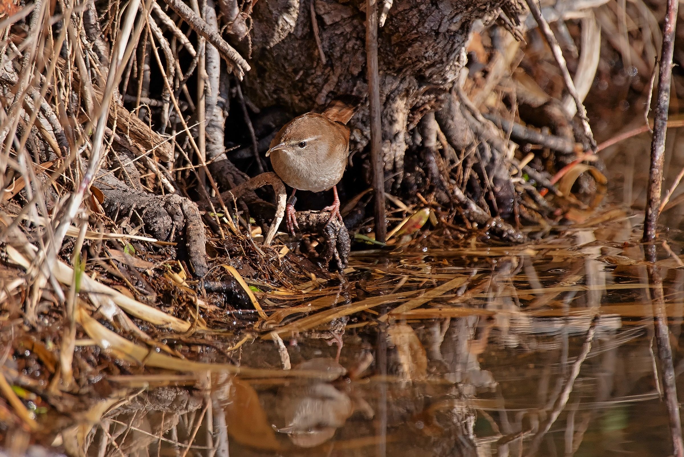 Usignolo di Fiume
