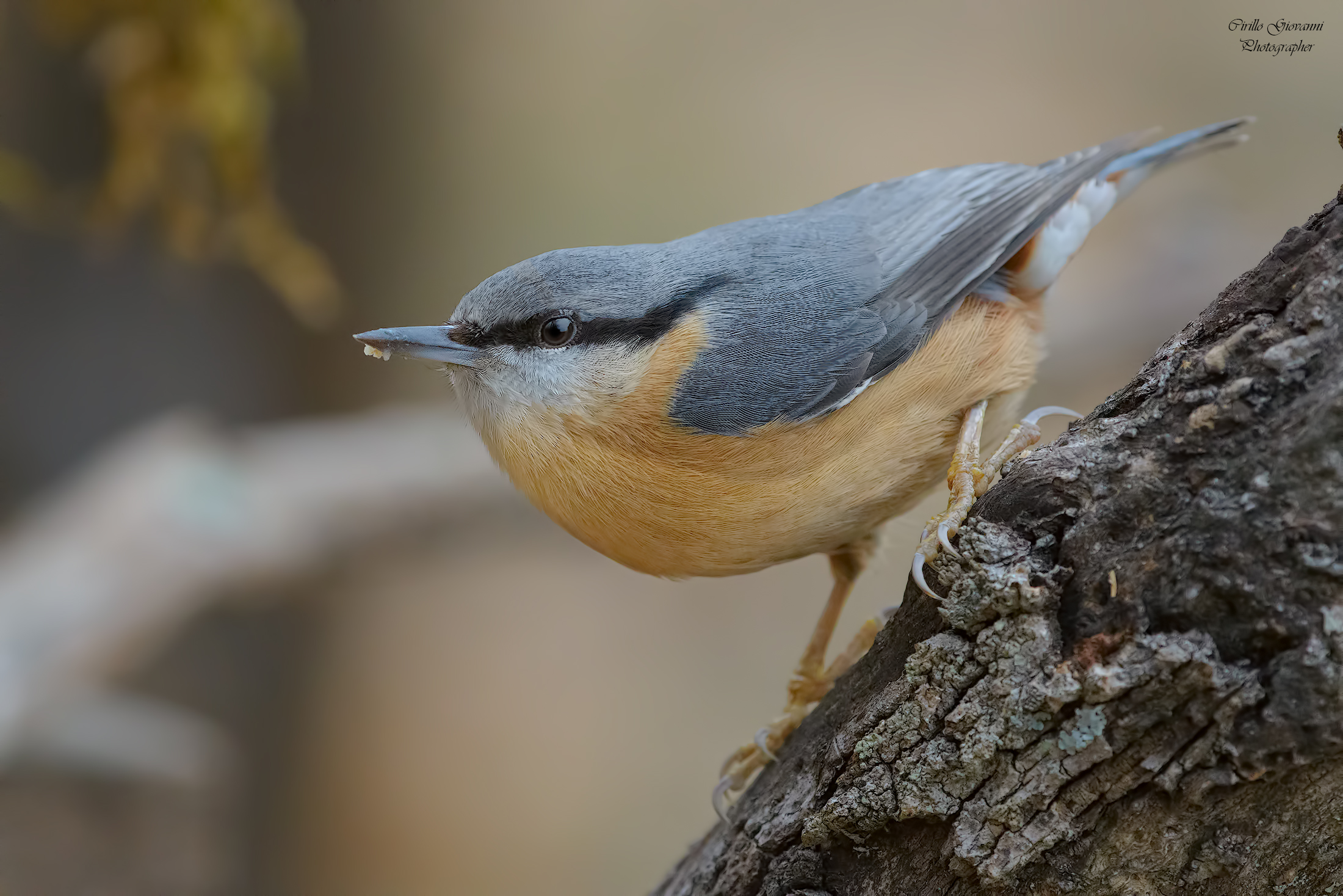 Nuthatch