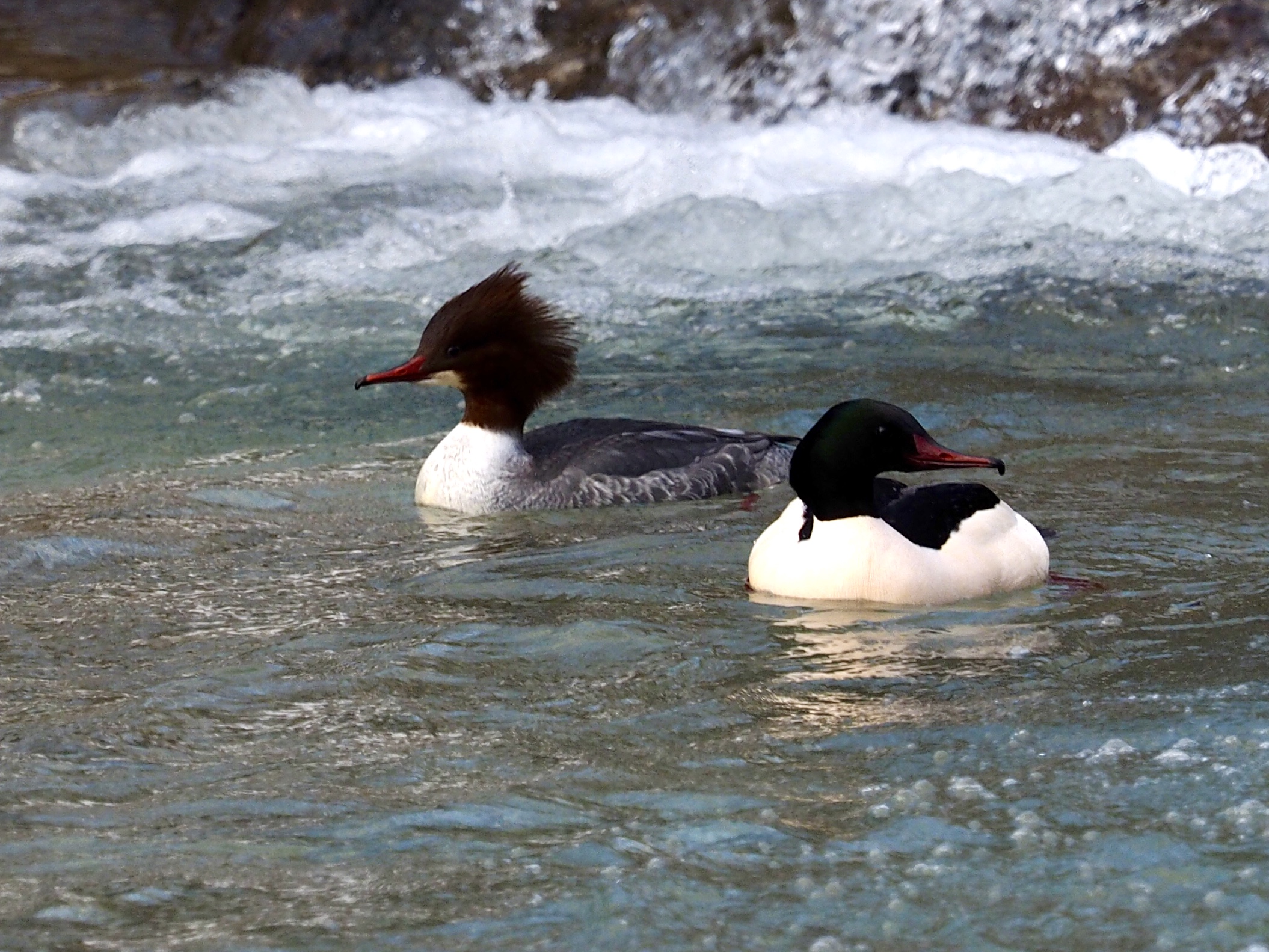 Coppia di Smergo maggiore