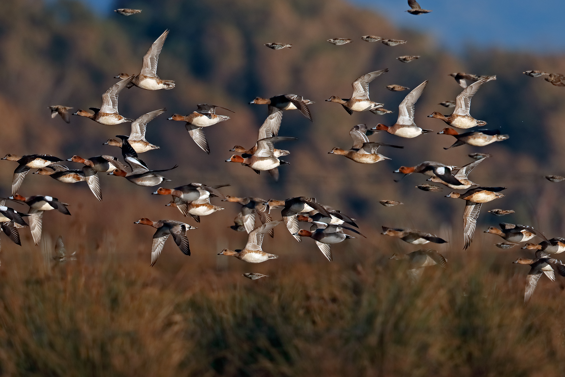 Wigeons in flight