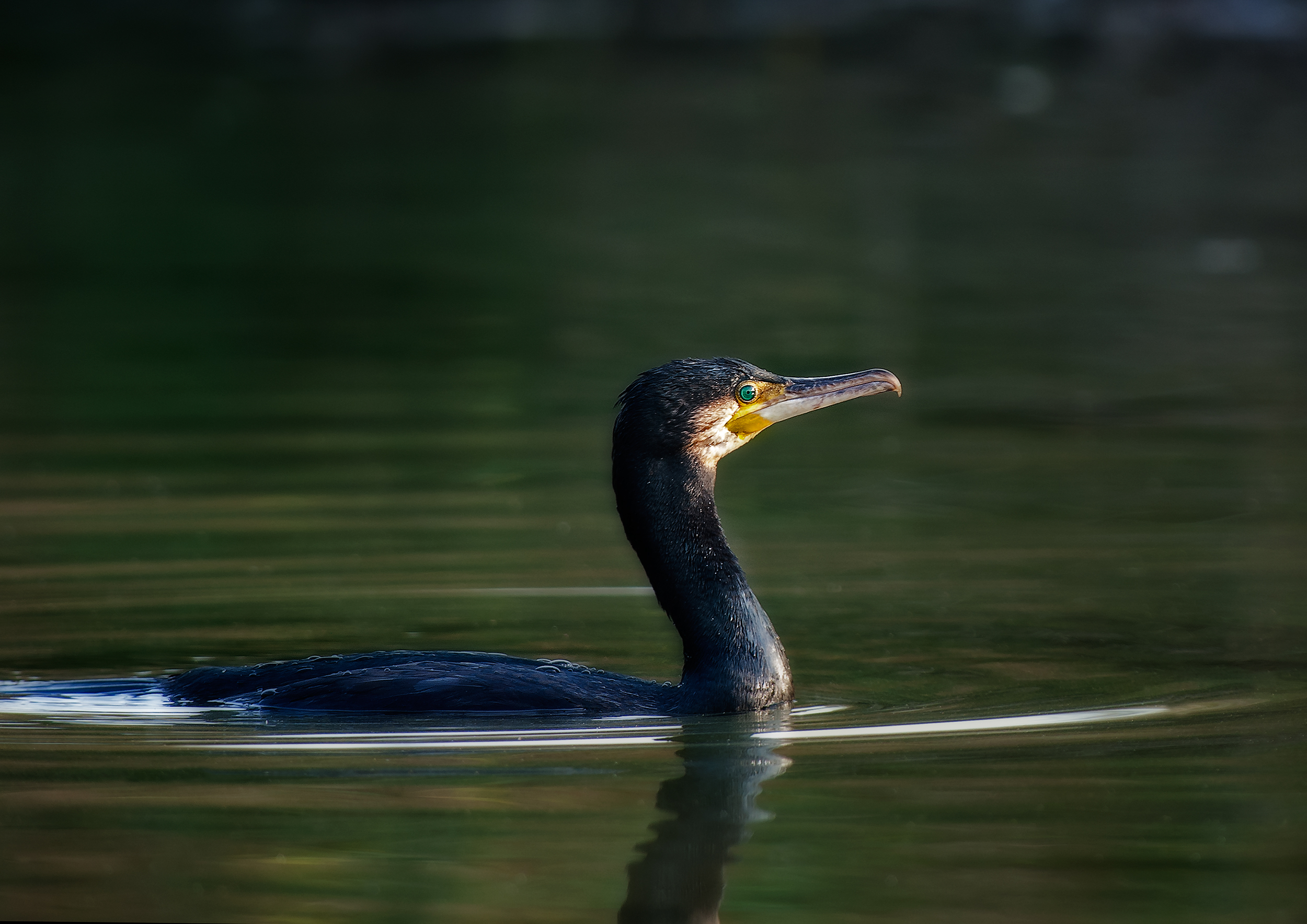 cormorano 2