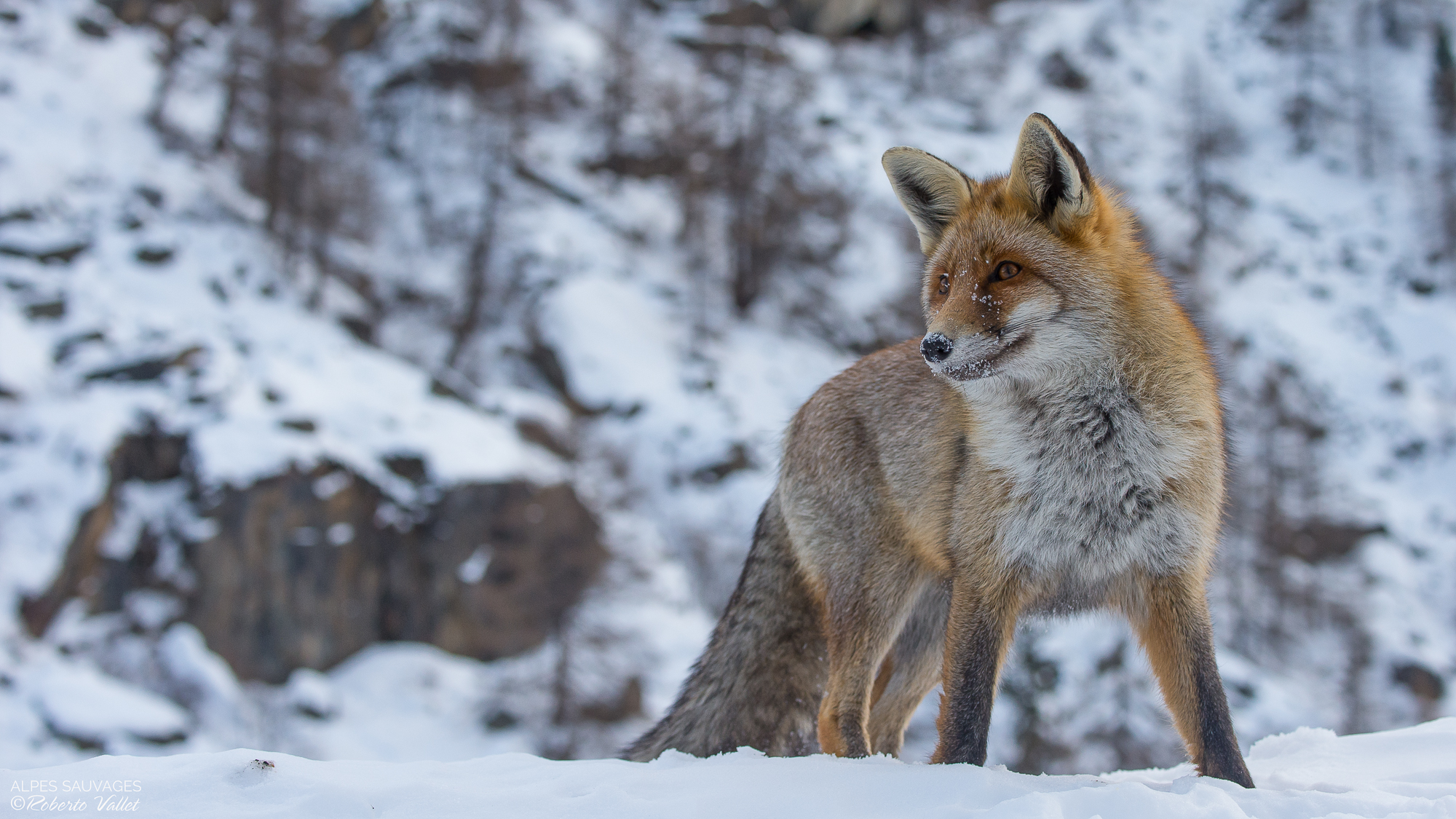 top model of the year