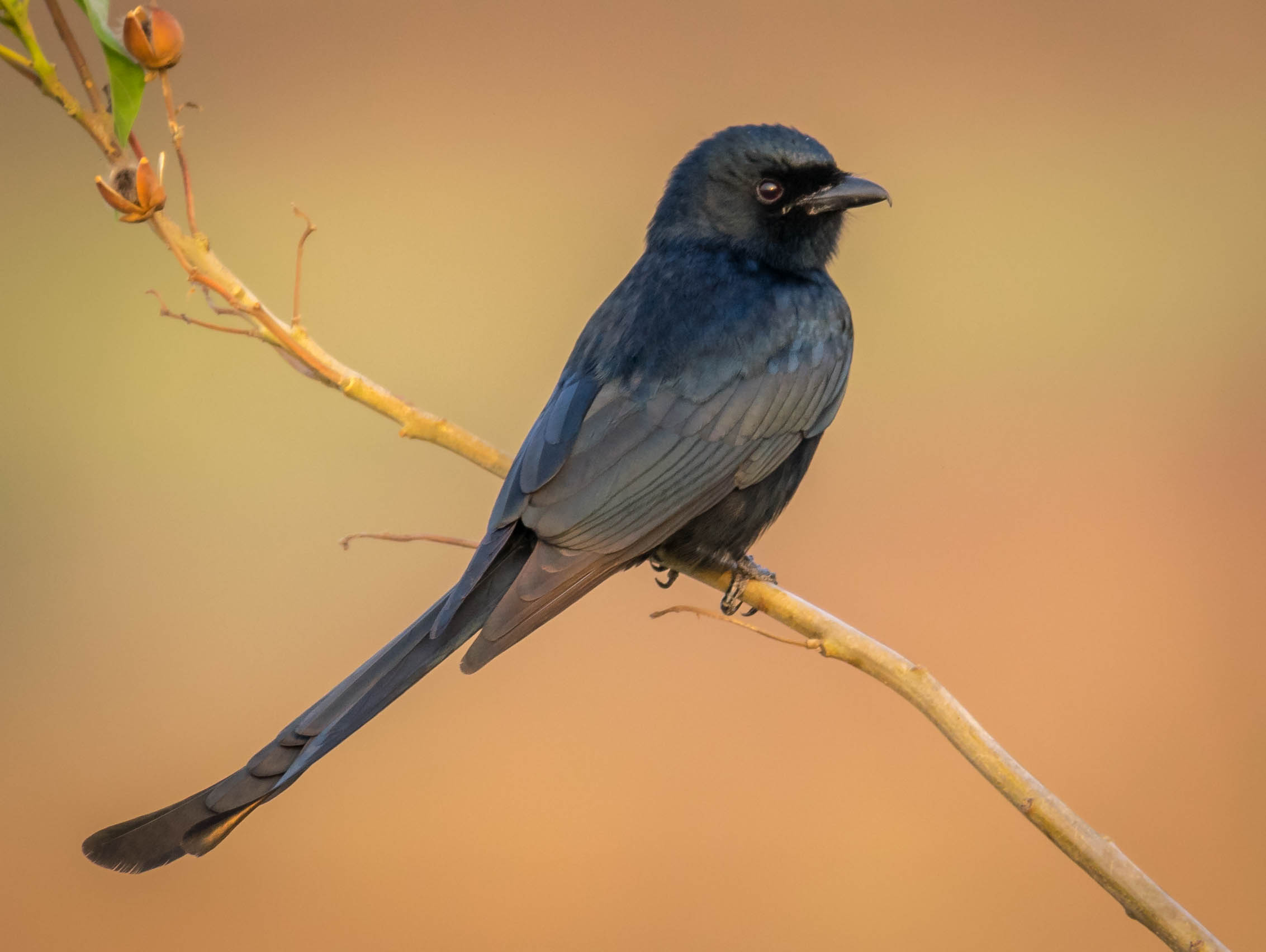 Drongo