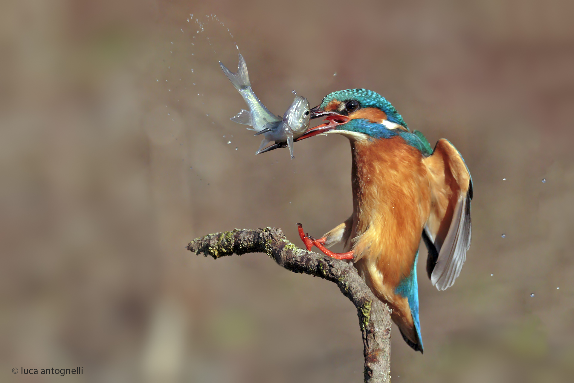 Martin Pescatore dopo la pesca.